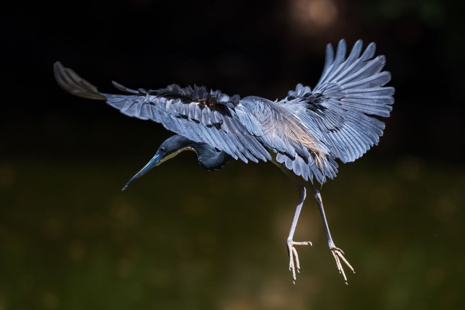 A blue heron landing with wings fully extended against a dark natural background.