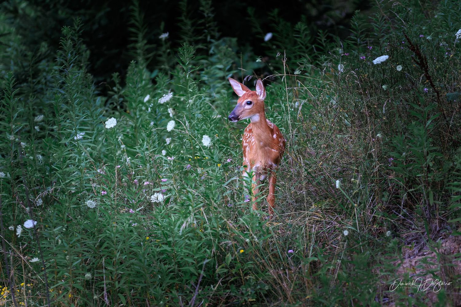 A spotted white-tailed fawn stands alert among wildflowers and tall grass at the edge of a forest.