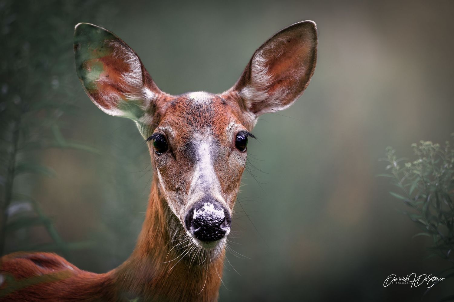 A close-up portrait of a young white-tailed deer gazing directly at the camera in soft forest light.