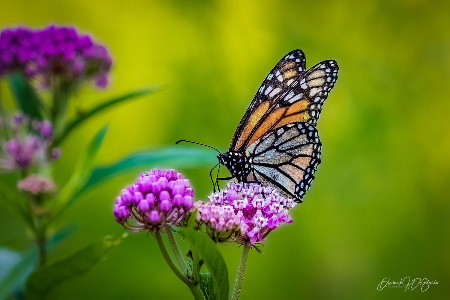 A monarch butterfly feeds on bright pink milkweed flowers against a vibrant yellow-green background.