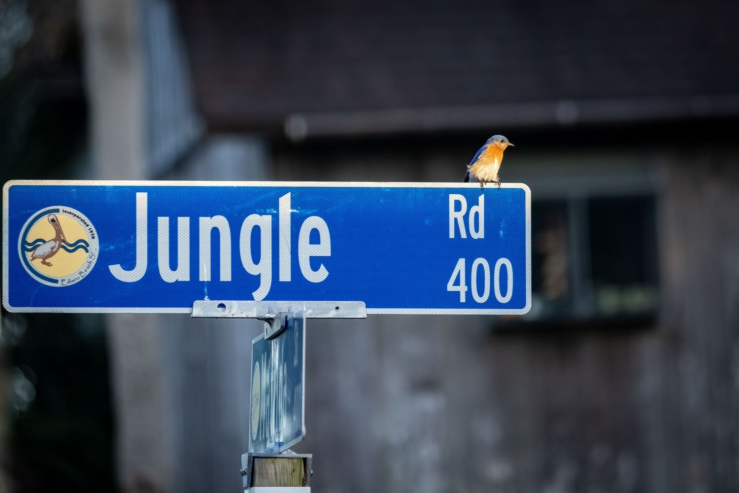 Robin perched on a blue Jungle Road 400 street sign outdoors.