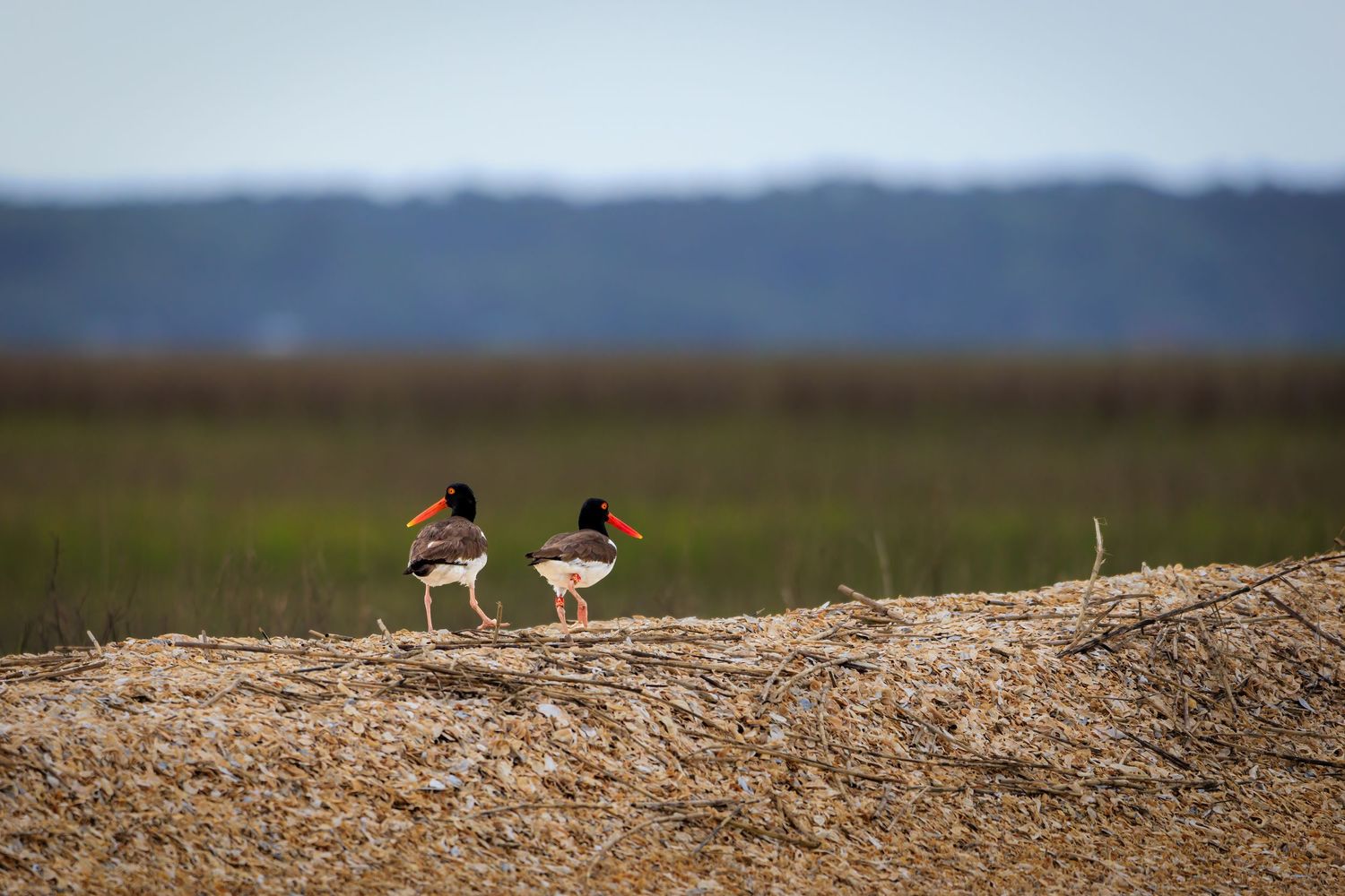 Two American oystercatcher birds standing on a sandy shore with marsh grass and water in the background.