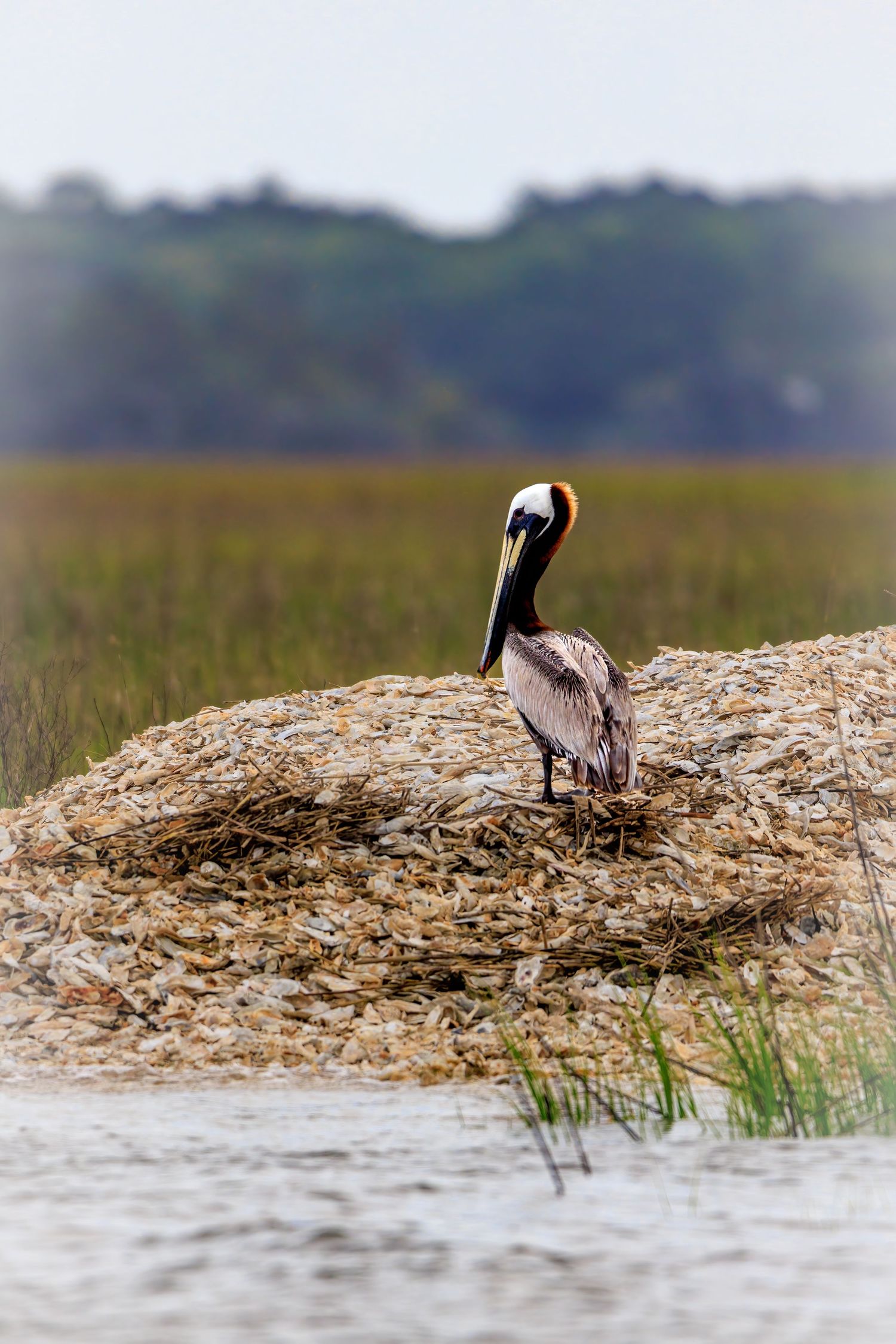 A brown pelican standing on an oyster shell mound in a coastal marsh with green grass behind it.