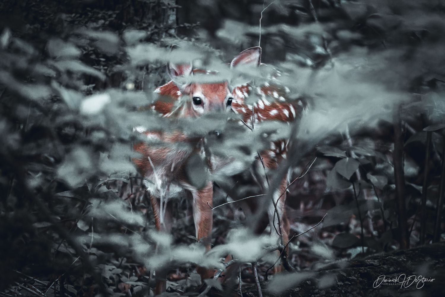 A spotted white-tailed fawn peers through dense forest undergrowth in a moody, ethereal wildlife photograph.