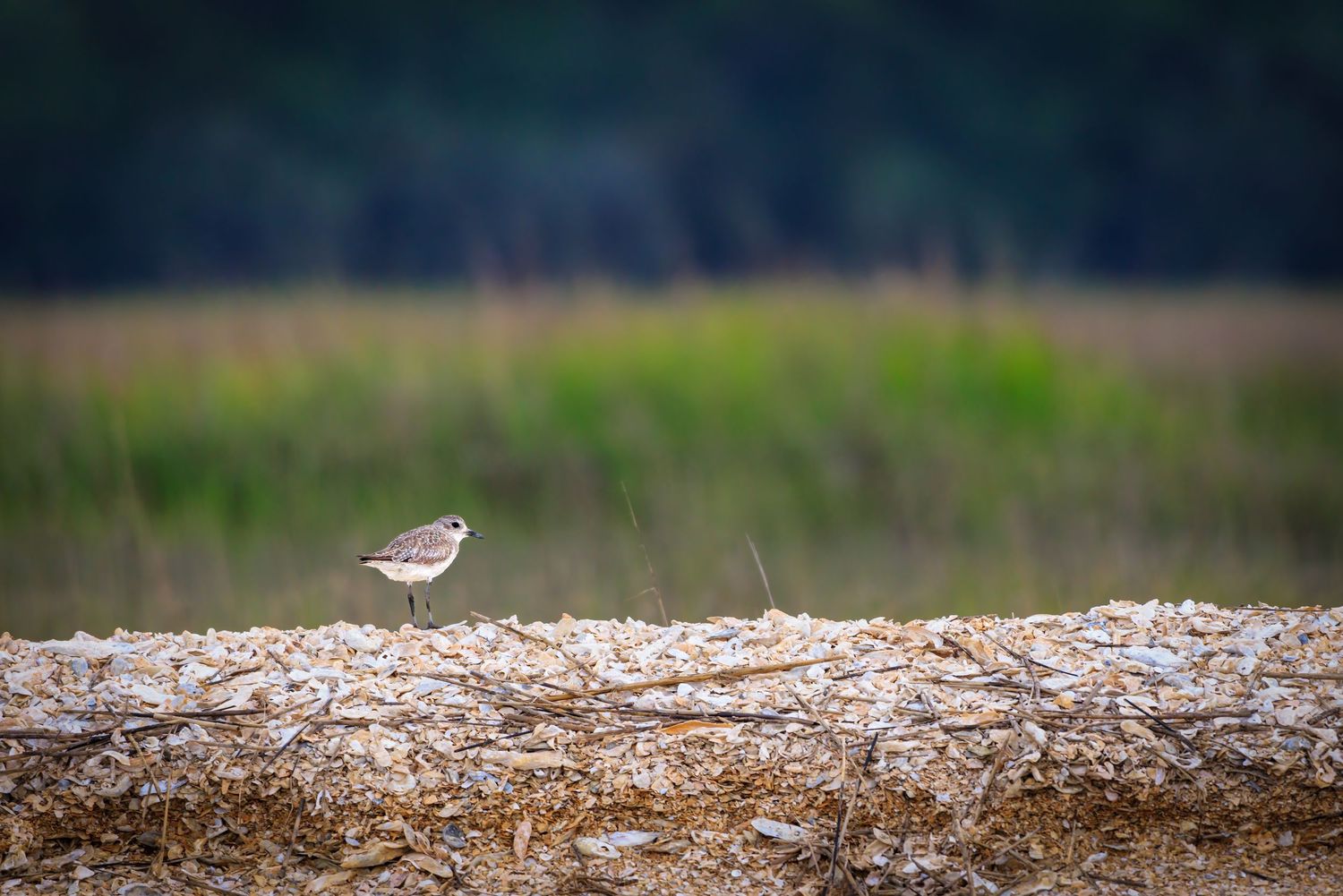 Small shorebird standing on a pile of oyster shells in a coastal marsh with green grass behind.