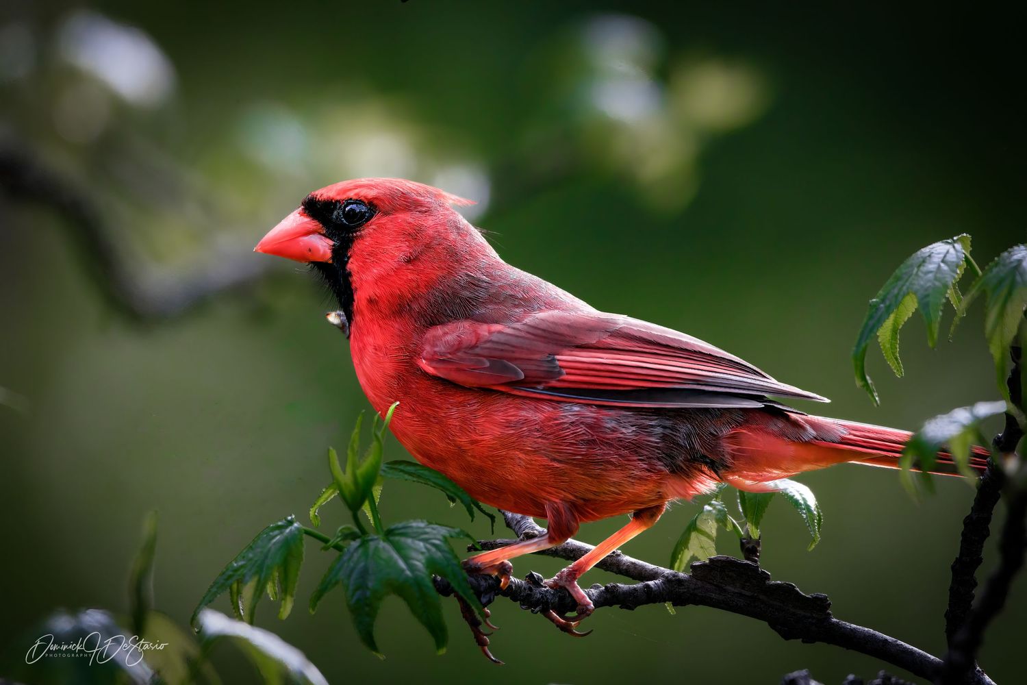 A vibrant male Northern Cardinal perches on a branch with green leaves in soft bokeh background.
