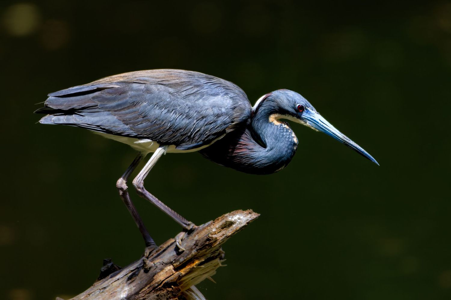 Tricolored heron perched on driftwood over dark water in nature.