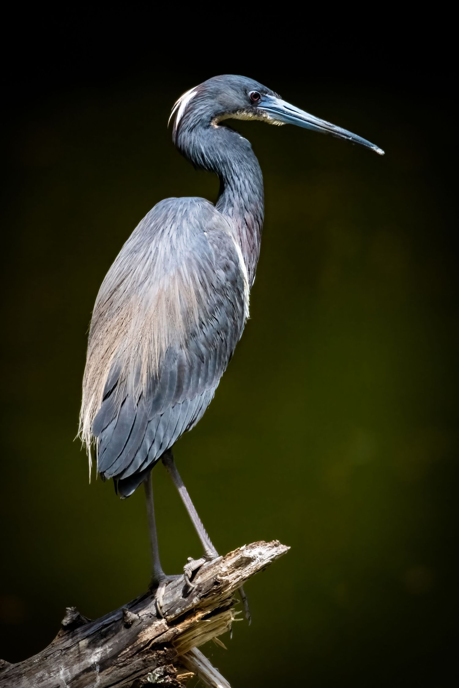 A tricolored heron standing tall on driftwood against a dark bokeh background.