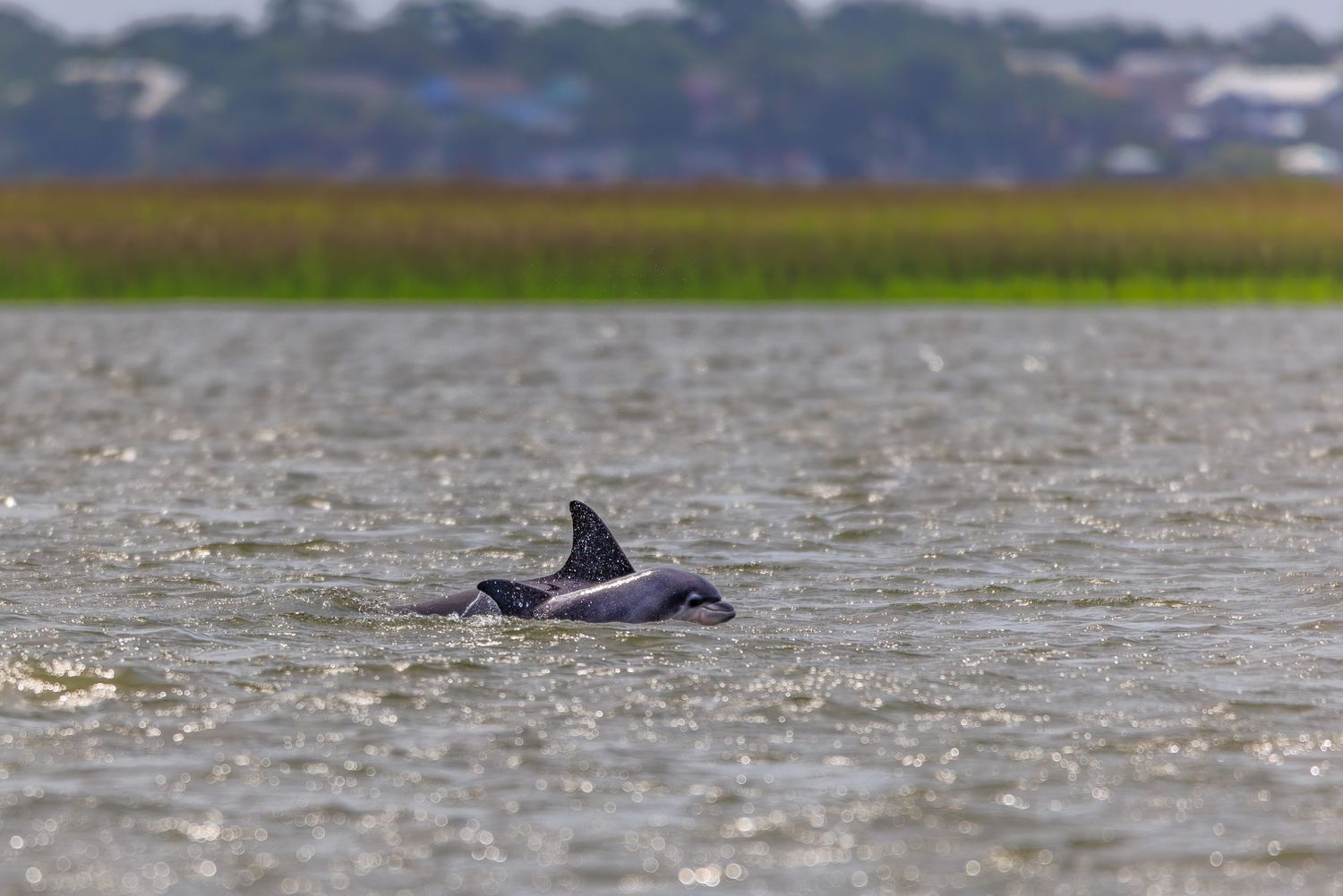 Two dolphins swimming together in choppy coastal waters near a green marsh shoreline.