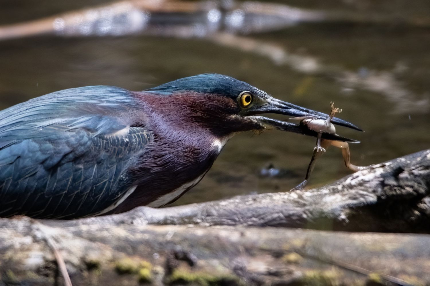 Green heron catching a small fish or insect near a log beside a calm woodland stream.