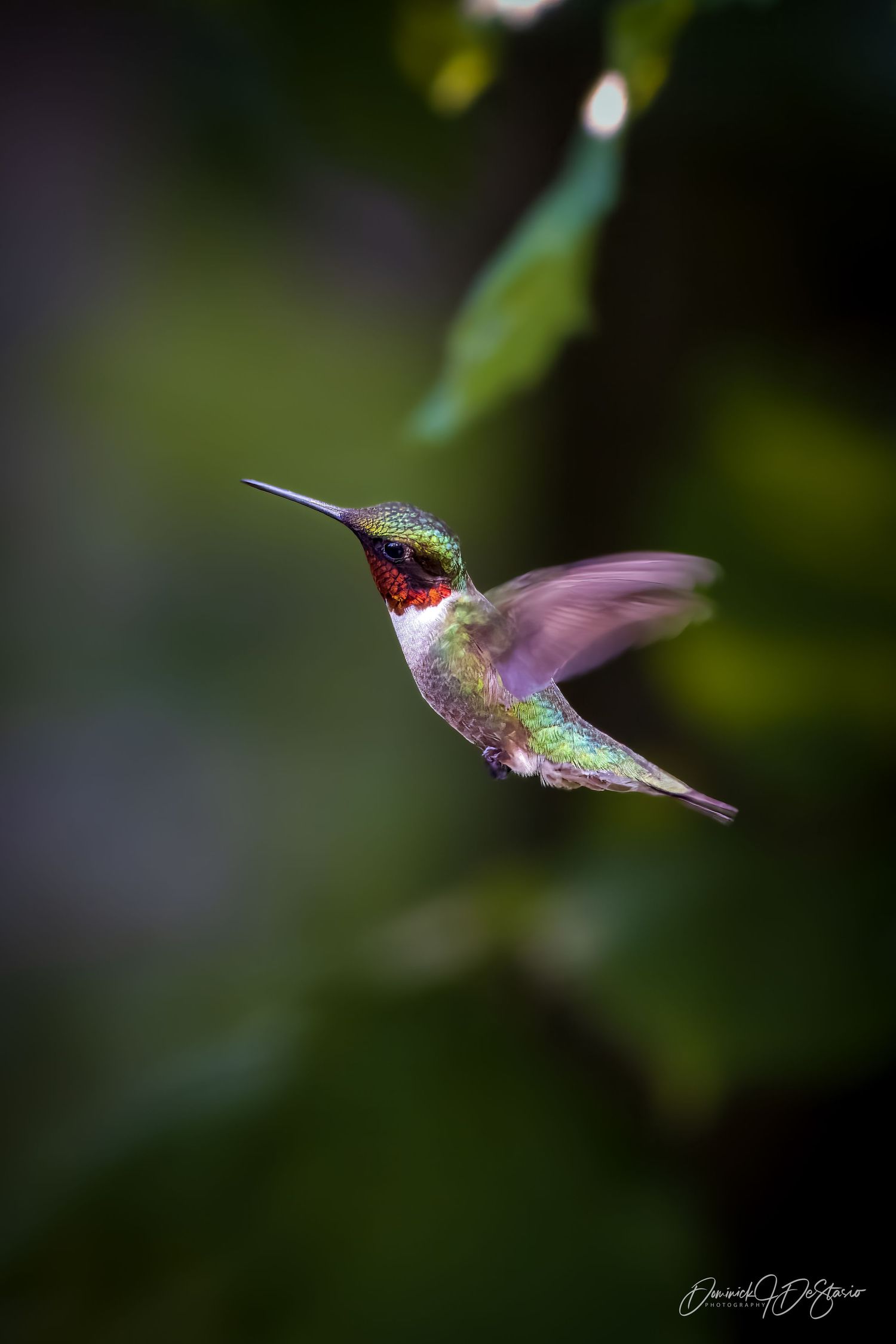 A ruby-throated hummingbird hovers mid-flight with wings blurred against a green bokeh background.