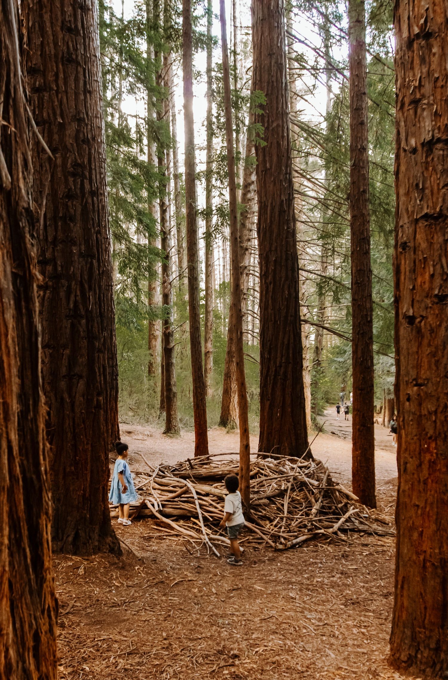 A beautiful family forest session with two siblings in a serene forest path surrounded by tall redwood trees and a carpet of fallen needles.