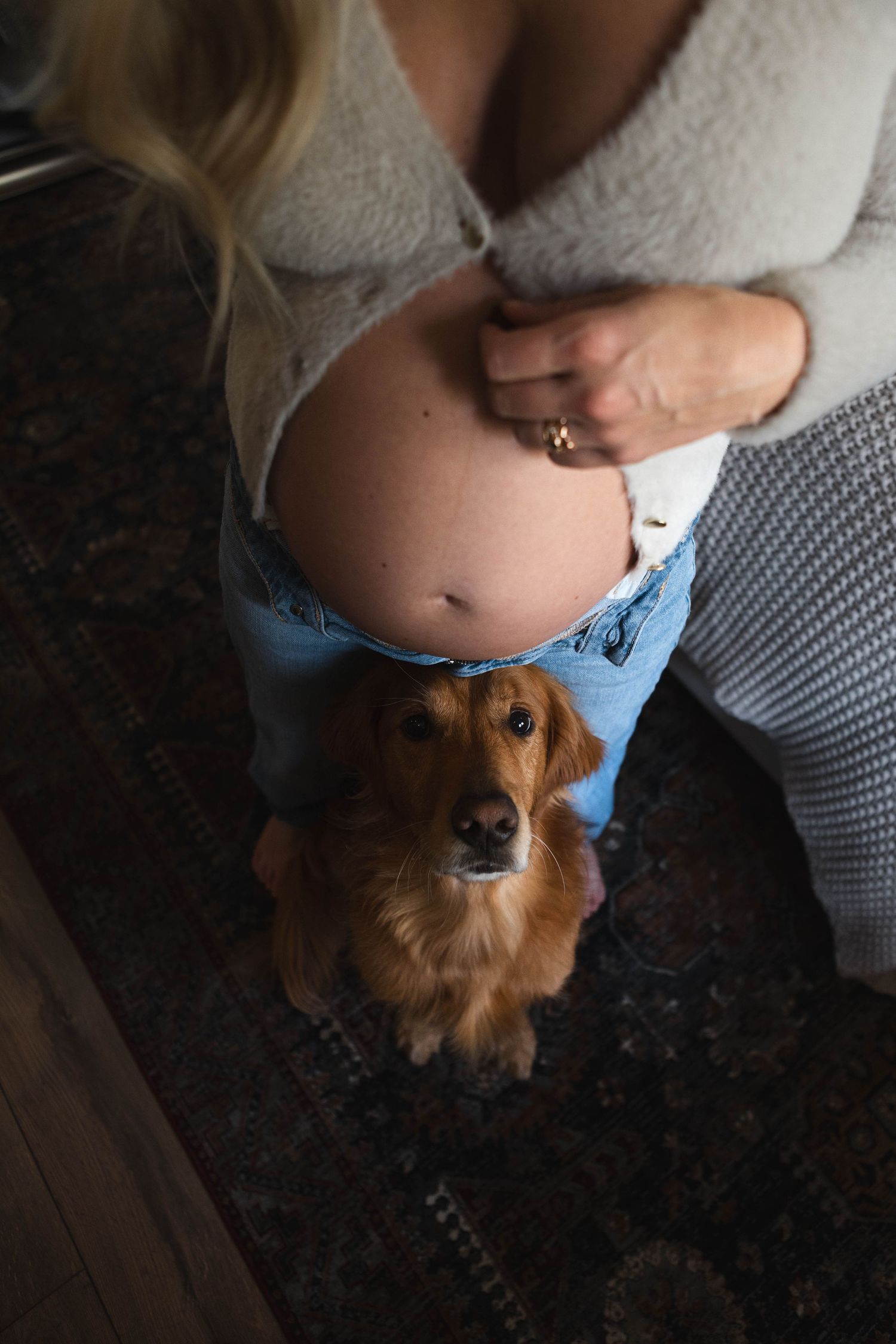 A golden retriever dog sits next to a pregnant woman's belly in a cozy indoor setting.