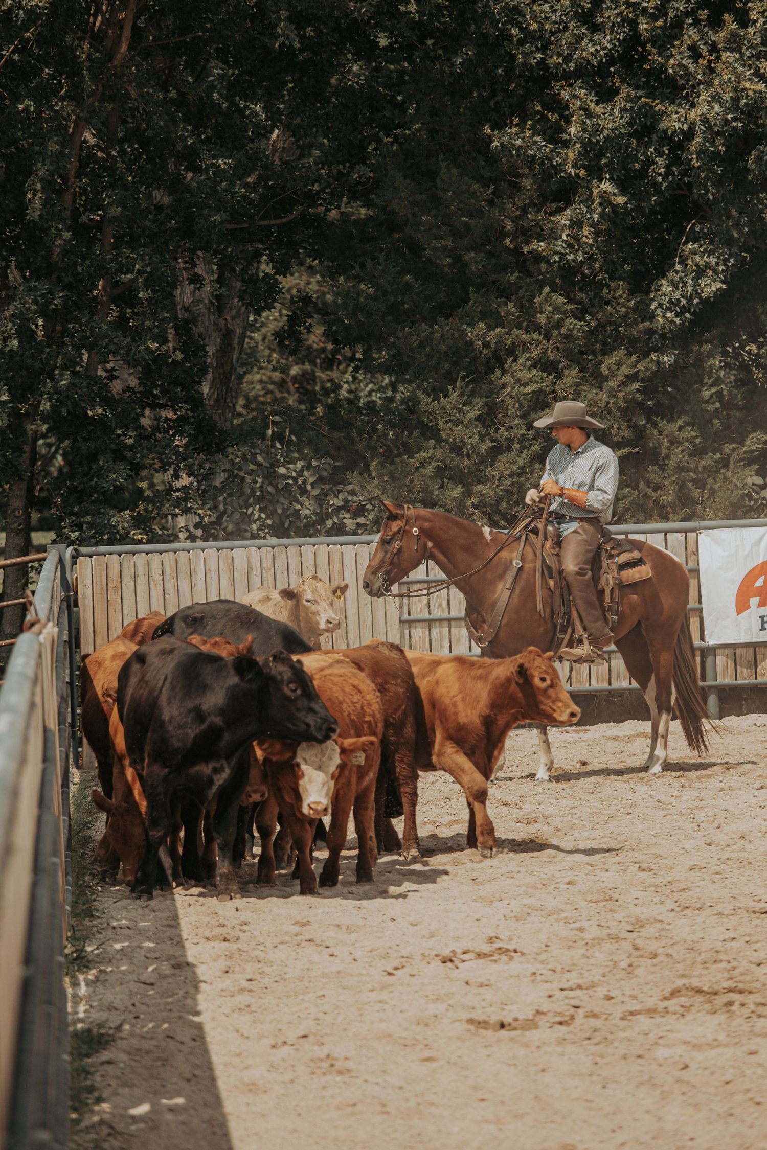 A rider on horseback herds cattle in a dusty arena with wooden fencing during a ranch event.