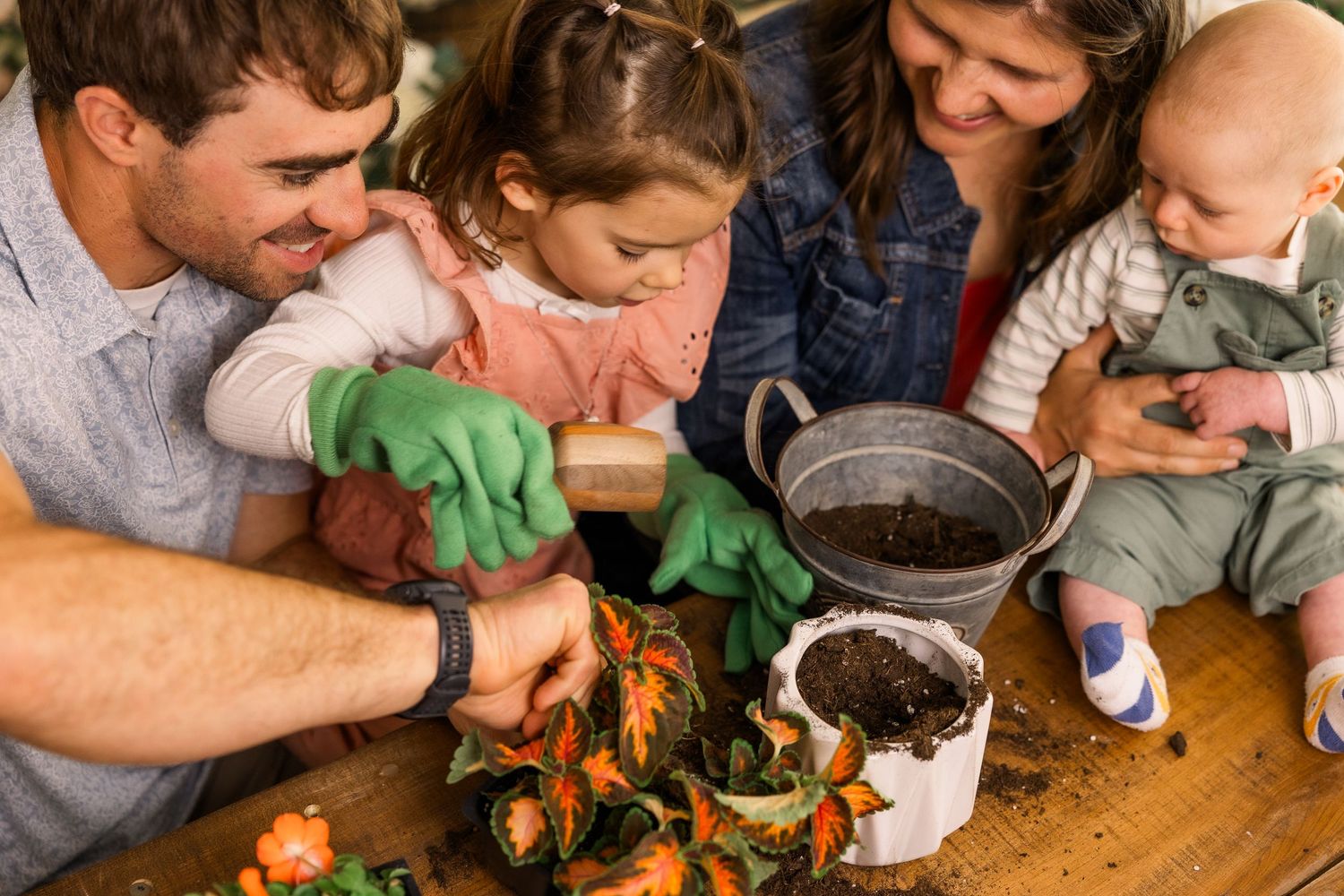 Family of four potting orange flowers together at a wooden table, with young girl wearing green gardening gloves.