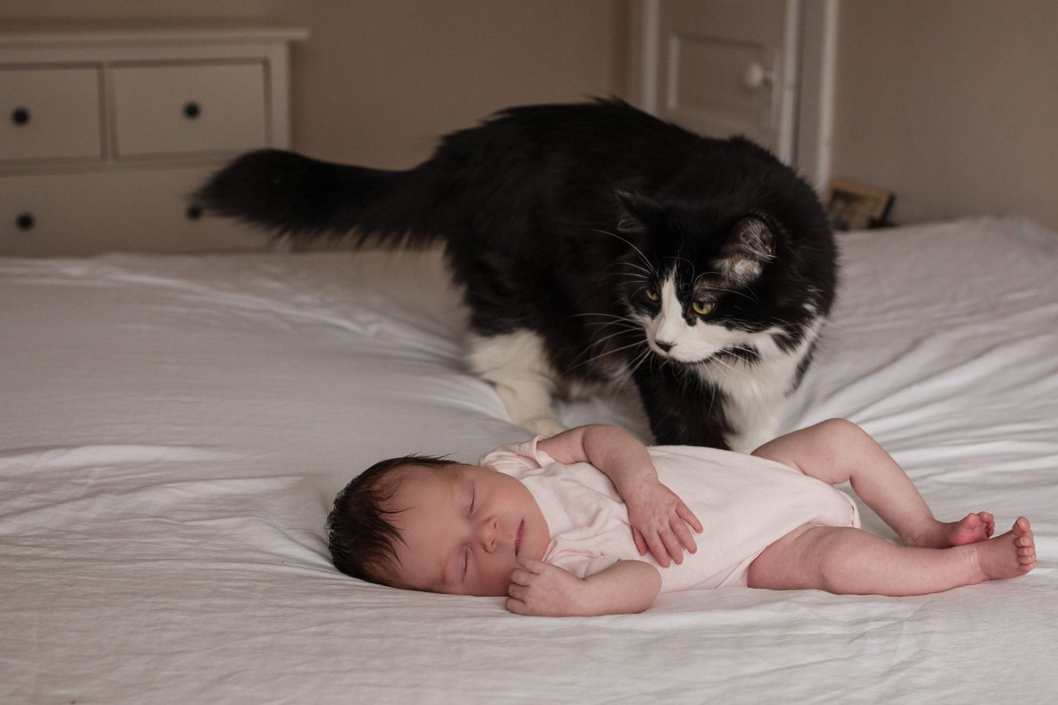 Newborn baby resting peacefully beside the family cat during an in-home newborn photography session in Toronto, capturing real family life.