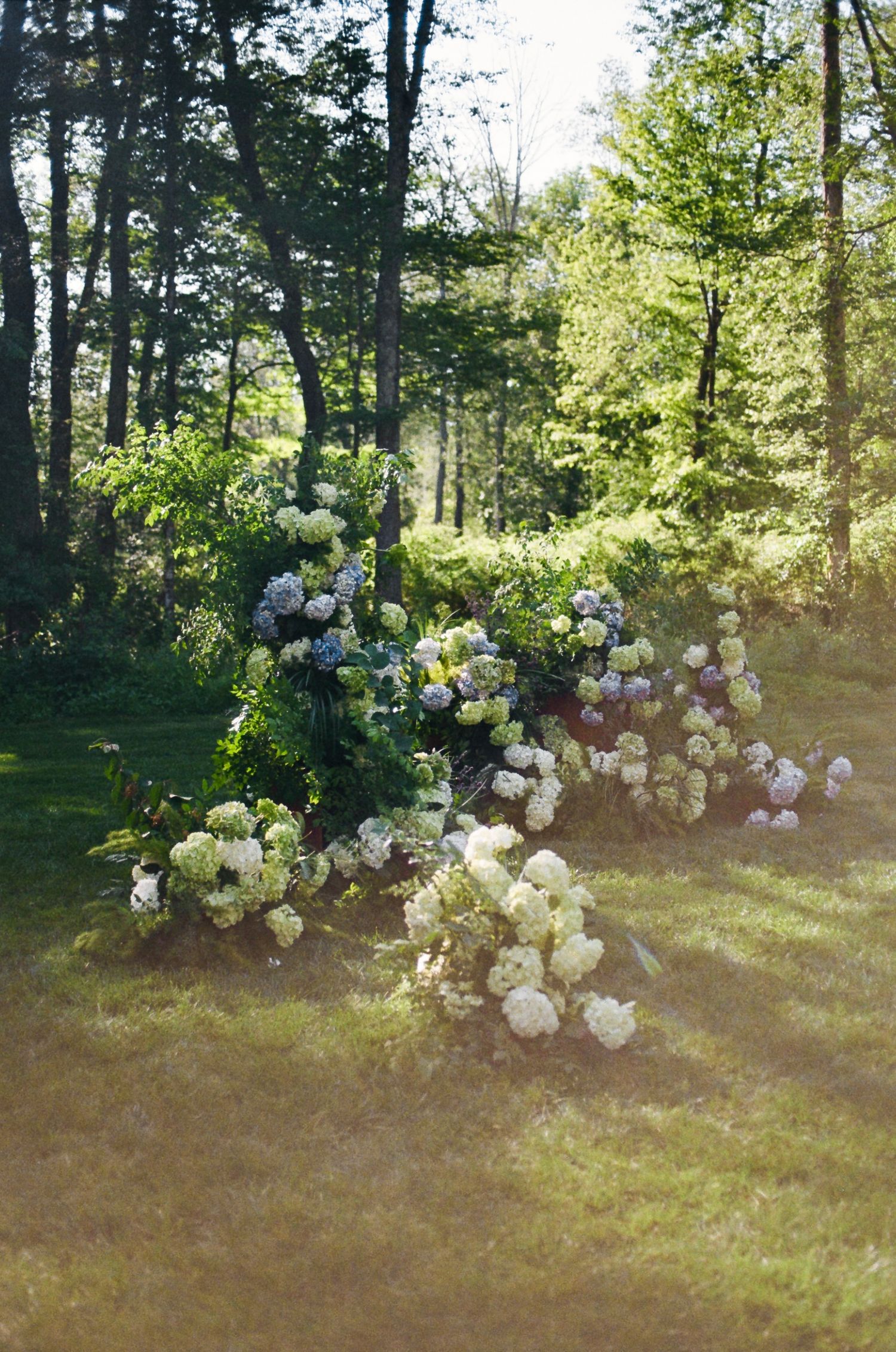 Lush white hydrangeas bloom in a sunlit garden surrounded by tall green trees on a bright summer day.