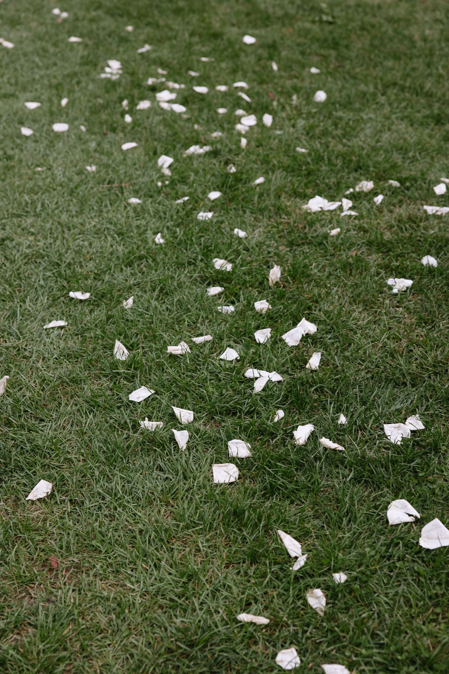 White rose petals scattered across green grass at an outdoor wedding.