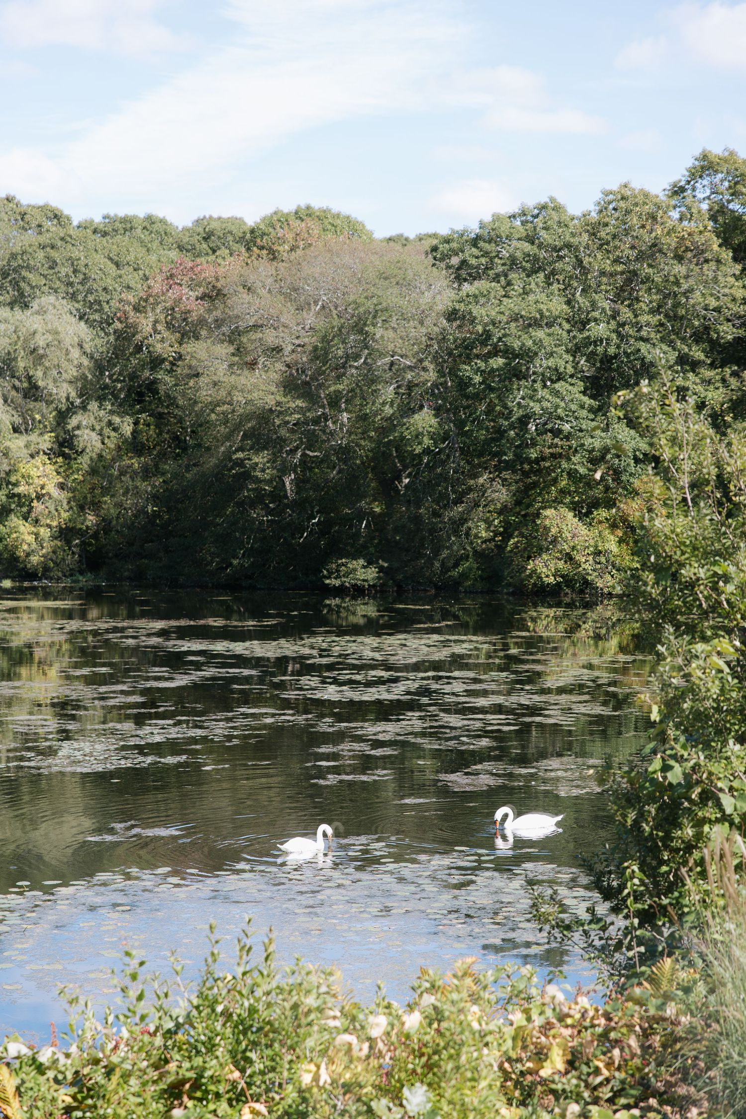 Two white swans gliding on a serene pond surrounded by lush green trees under a partly cloudy sky.