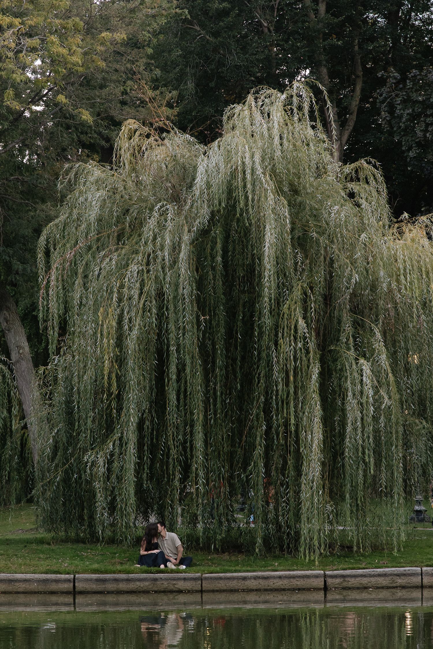 A majestic weeping willow tree stands over a peaceful pond in a park setting.