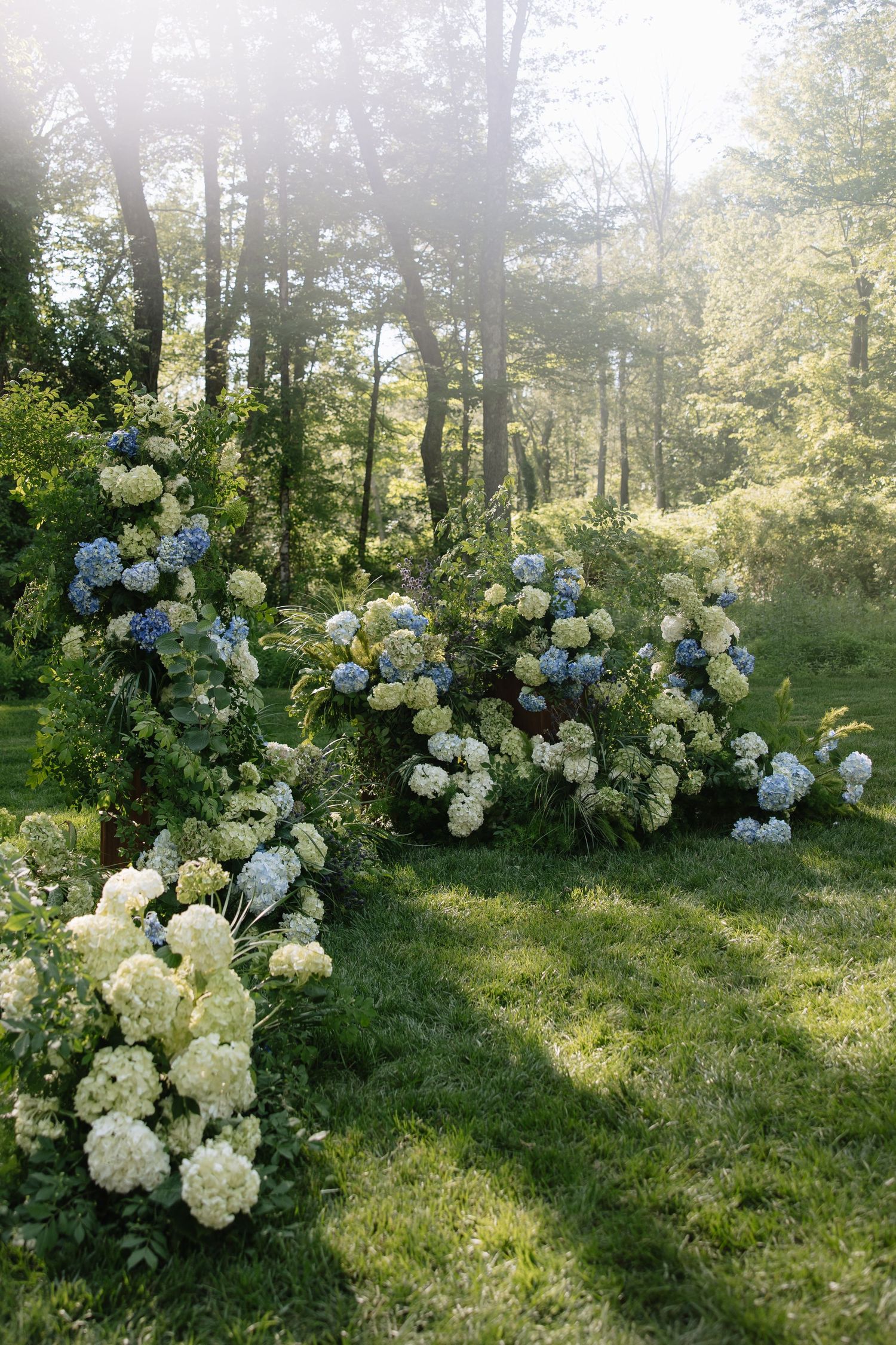 Lush outdoor wedding ceremony arch adorned with white and blue hydrangeas surrounded by sunlit trees.