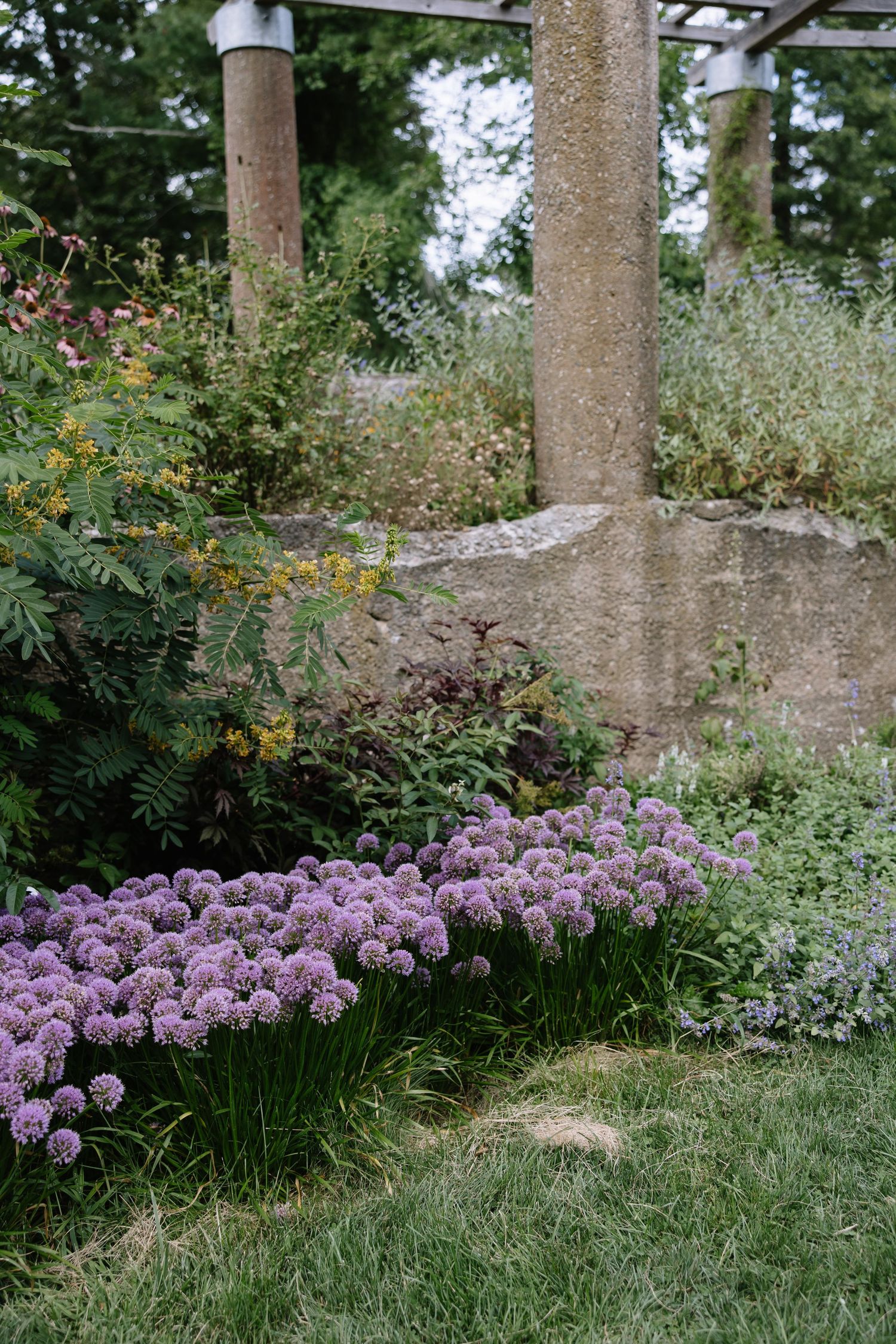 Purple allium flowers bloom in a garden bed beside stone pillars and green foliage.