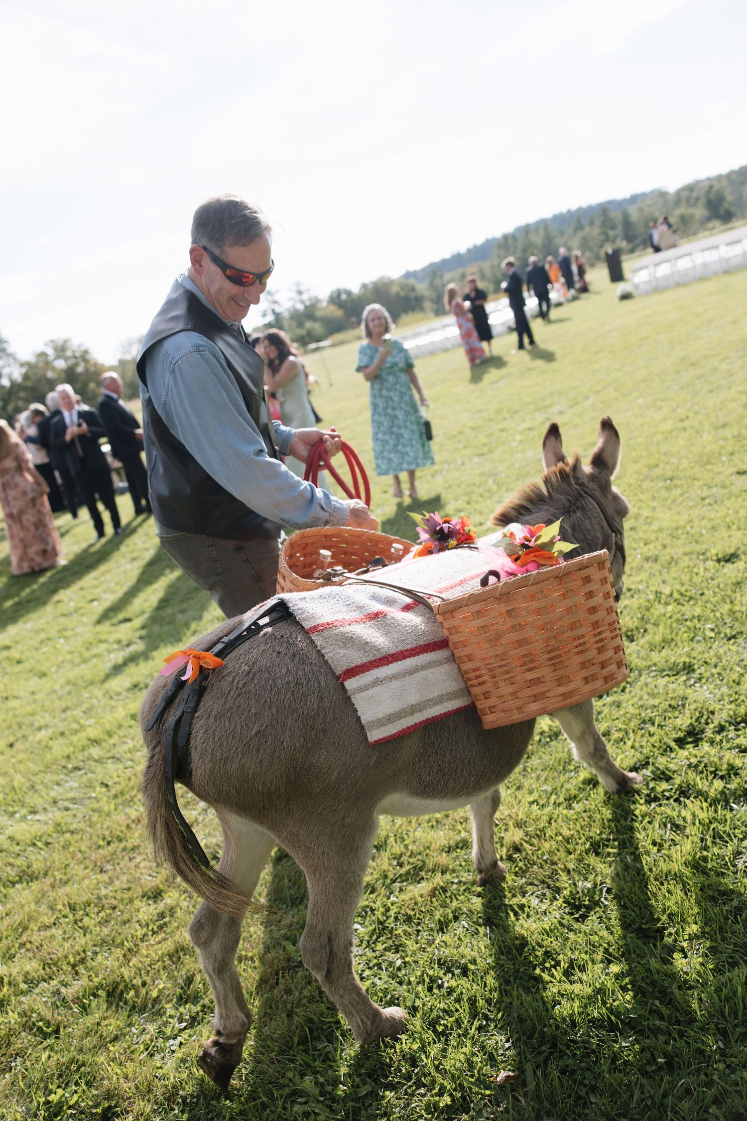 A man adjusts wicker baskets on a decorated donkey at an outdoor wedding reception on a sunny day.