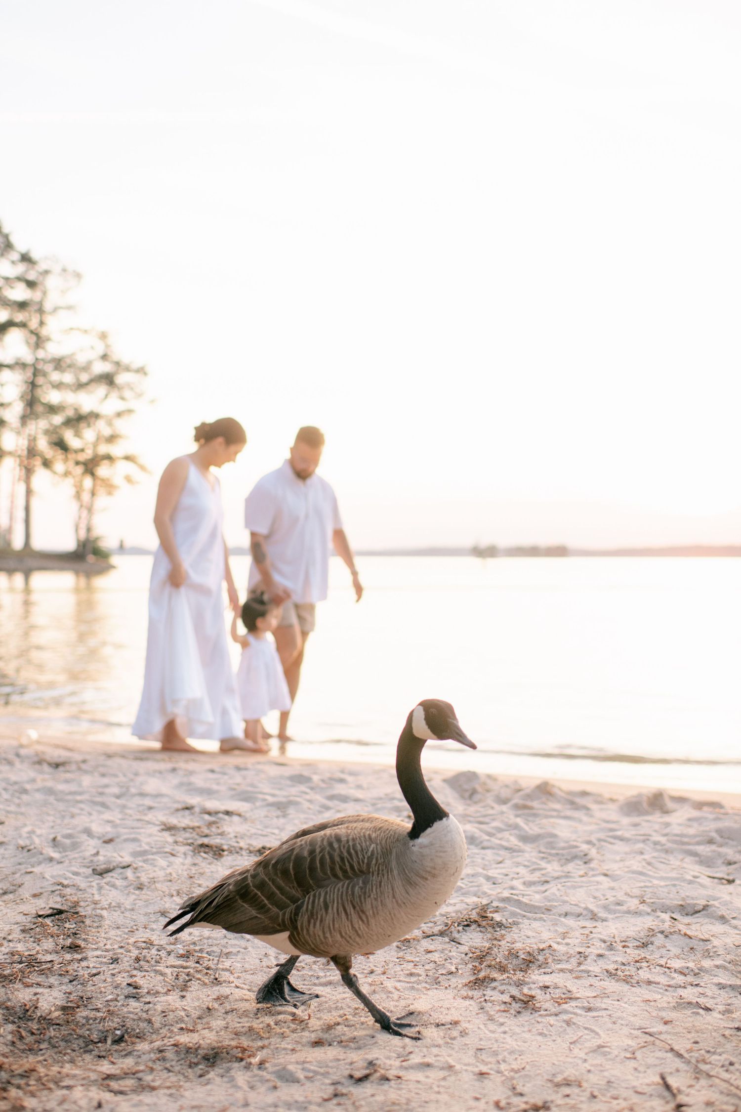 Canadian geese walking on beach with family silhouetted in background at sunset.