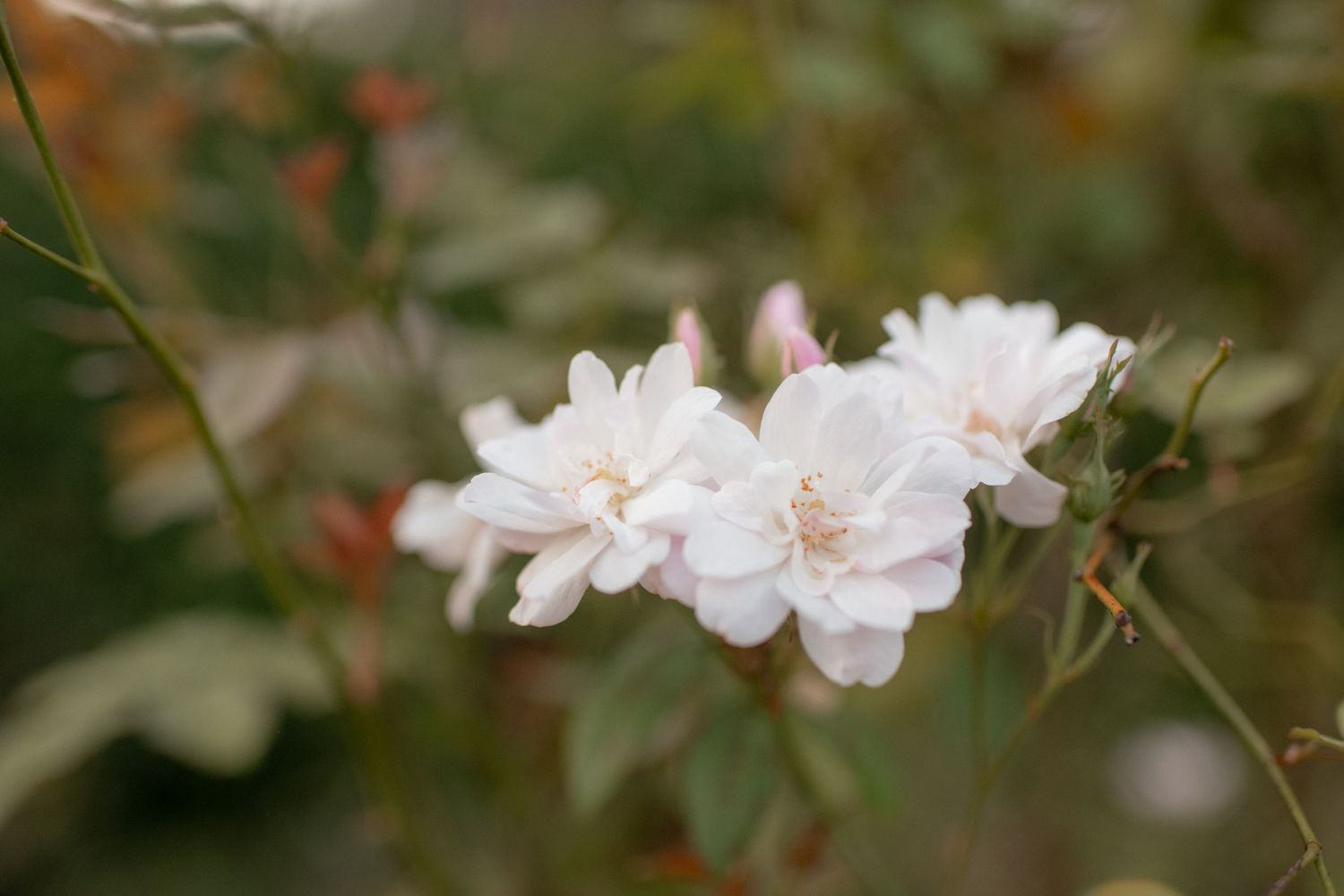 Close-up of delicate white flowers blooming on branches.