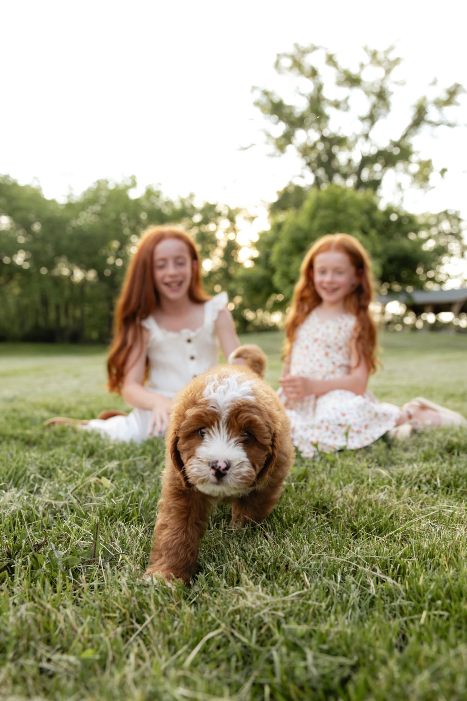 Fluffy brown dog lying in green grass during golden hour sunset.