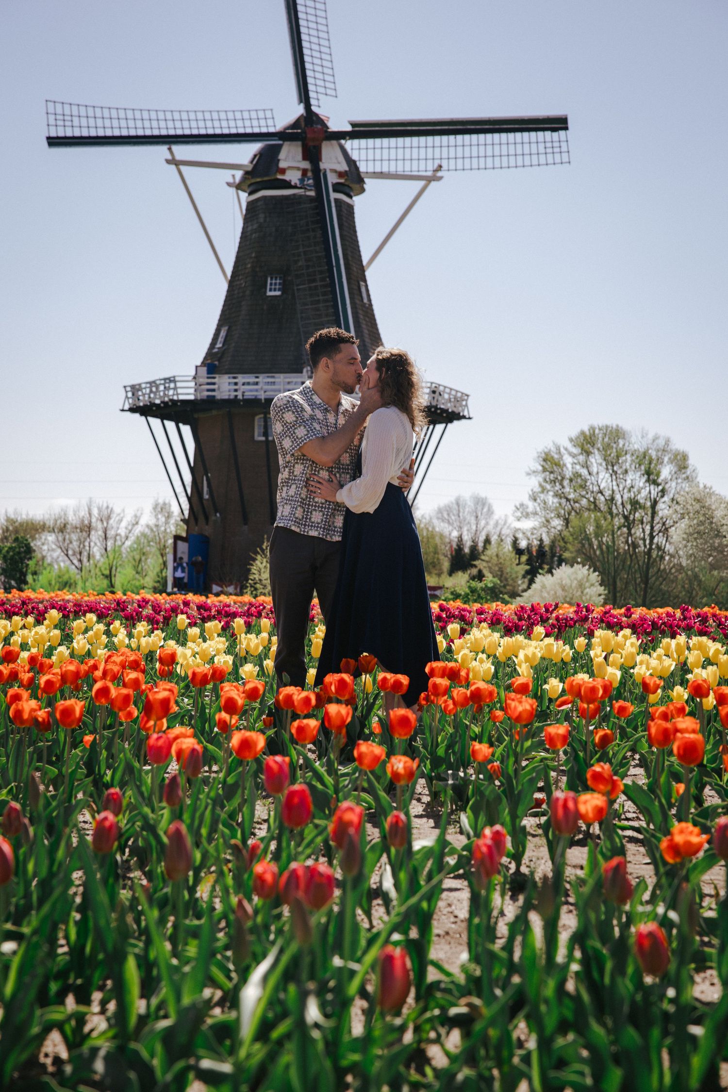 Couple embracing and almost kissing in a colorful tulip field with a large traditional windmill behind them.