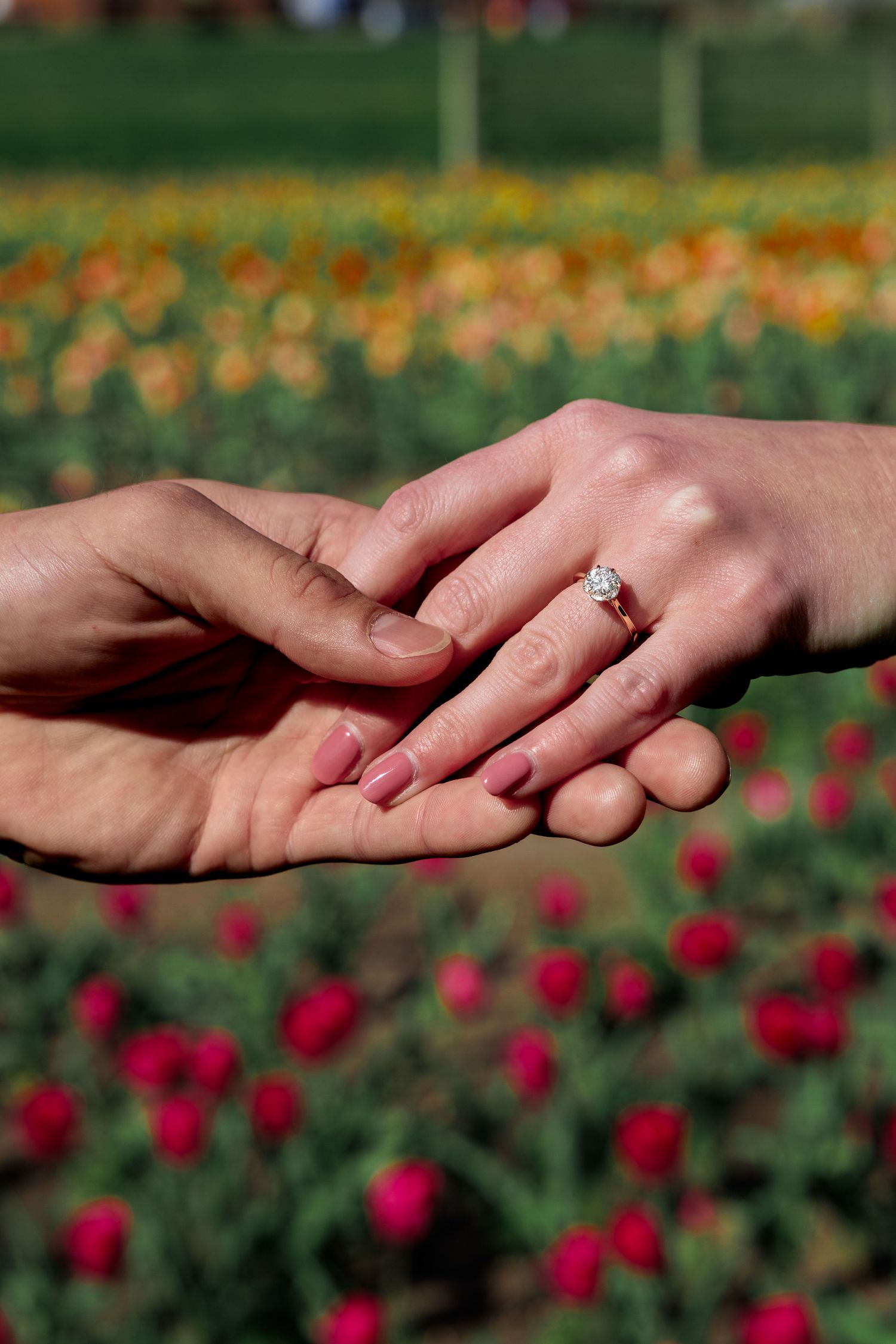 Two hands touching showing an engagement ring with a diamond solitaire in a colorful tulip field.