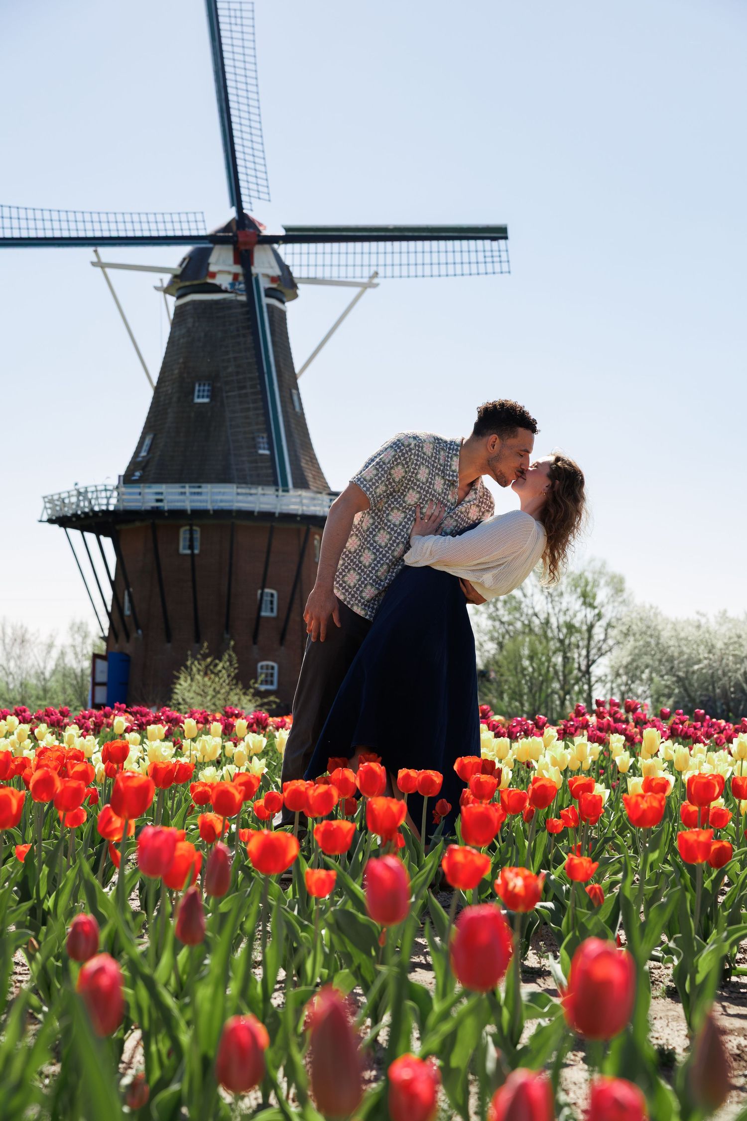Couple kissing in a colorful tulip field with a traditional Dutch windmill in the background on a sunny day.