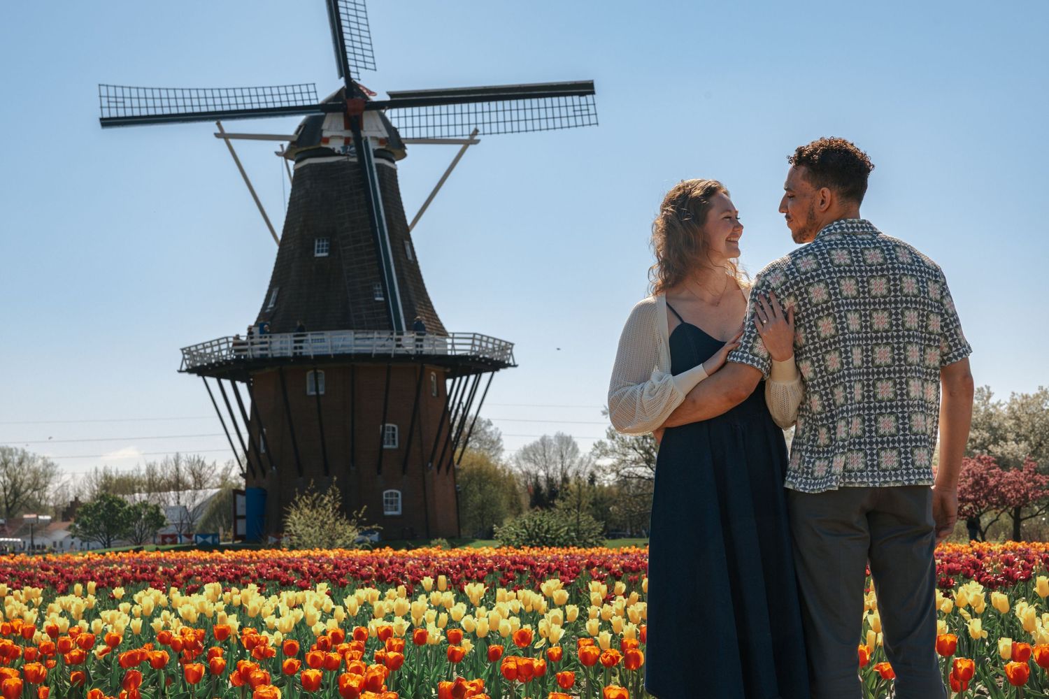 Couple embracing in a colorful tulip field with a traditional Dutch windmill under a clear blue sky.