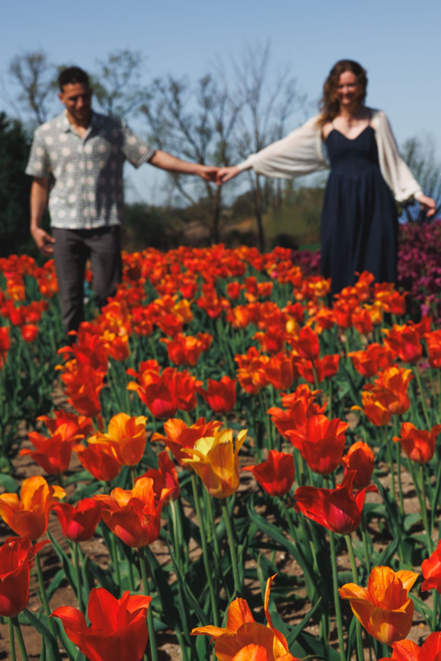 Couple holding hands walking through vibrant orange and red tulip field on a sunny day.