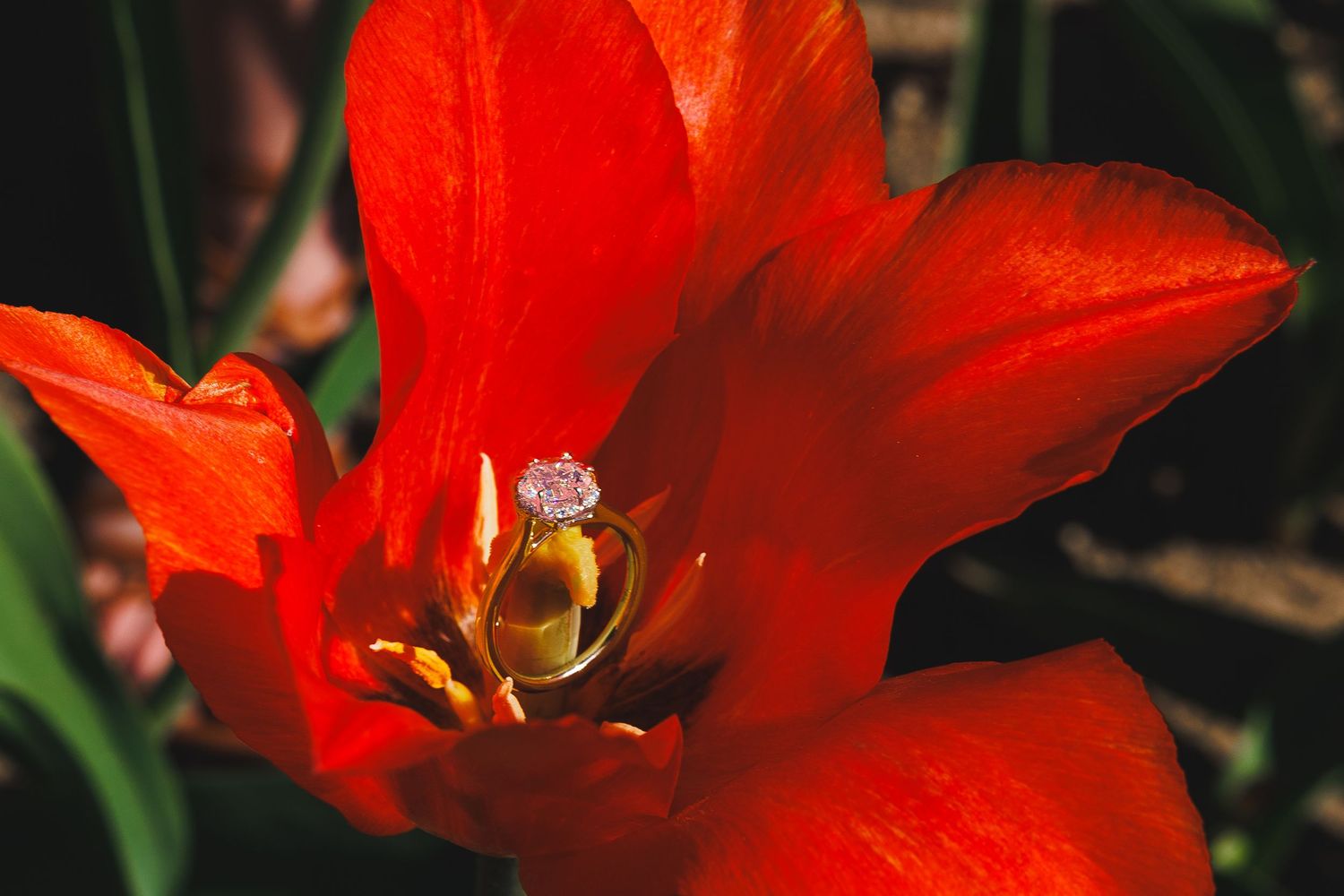 Diamond solitaire engagement ring resting inside a bright red open tulip flower.
