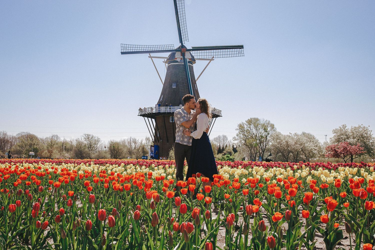 Couple embracing in a vibrant tulip field with a traditional Dutch windmill in the background on a sunny day.