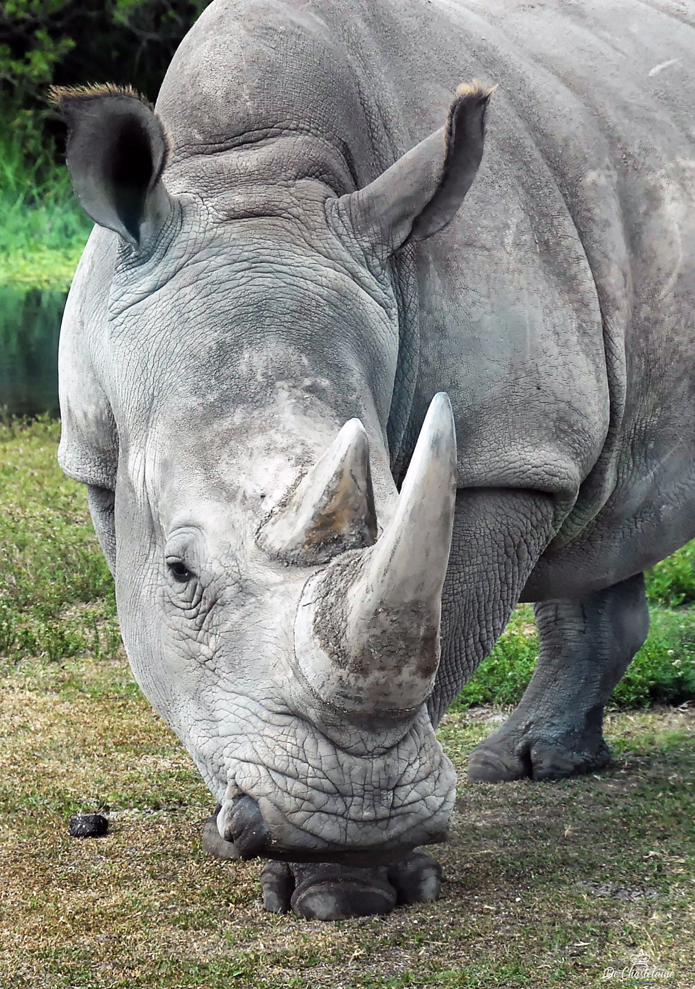 Portrait of a rhinoceros