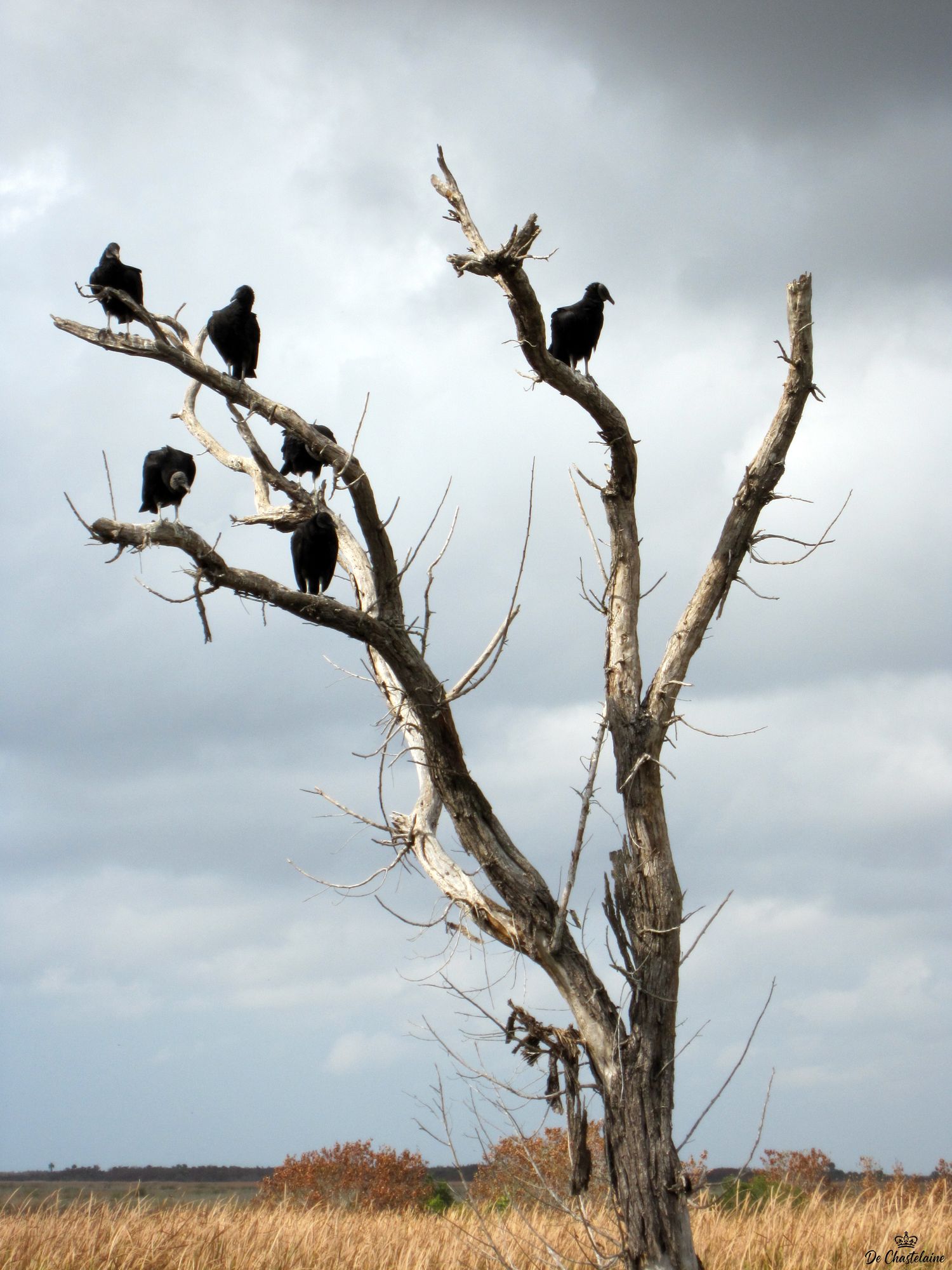 Tree with vultures in the Florida Everglades