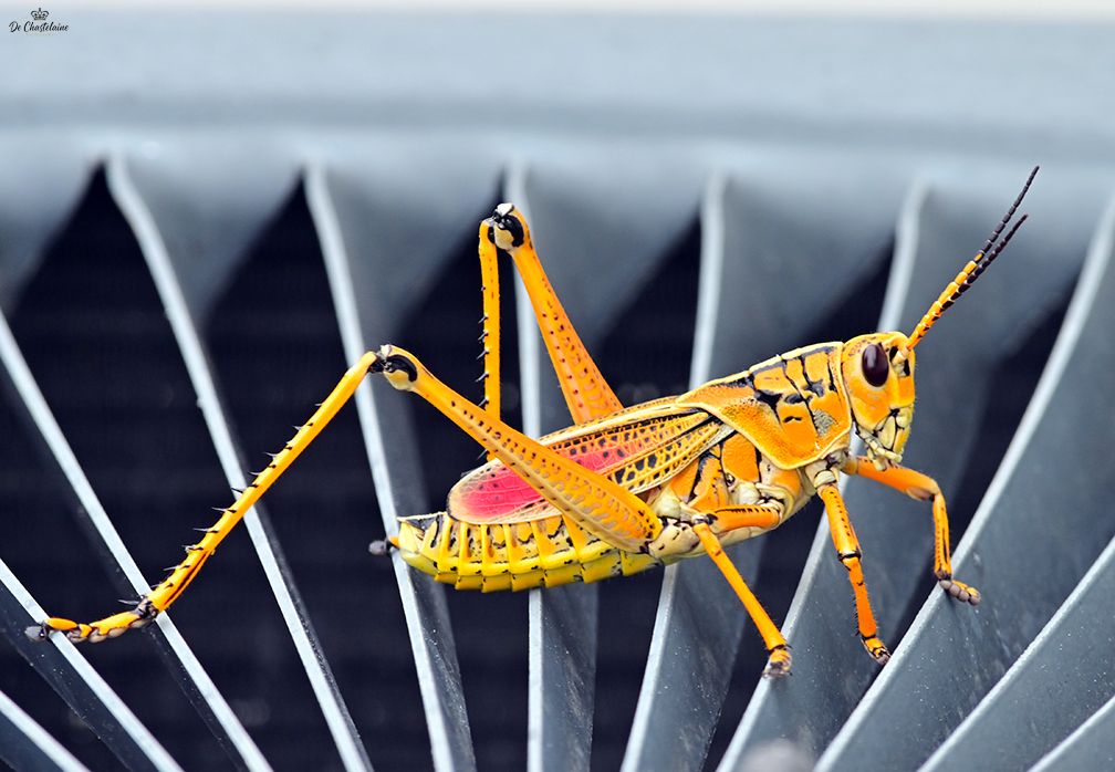 Eastern Lubber grasshopper