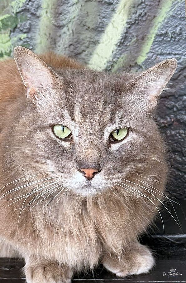 Cat with green eyes
