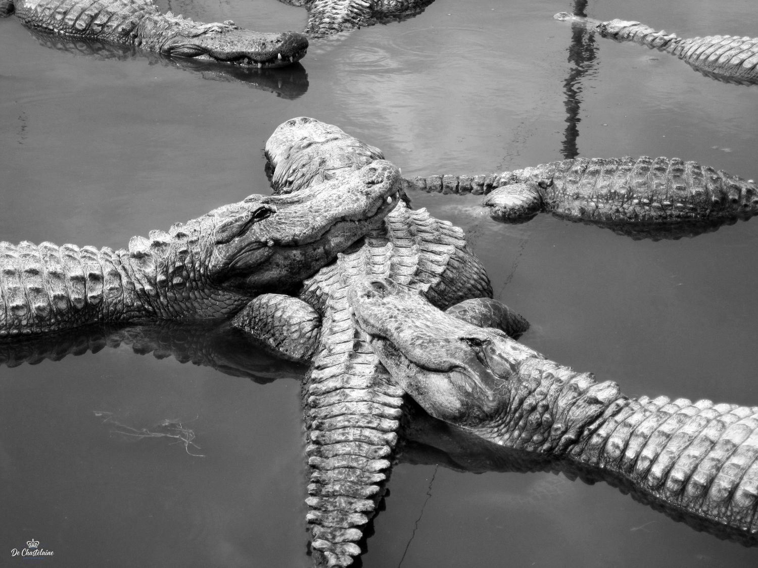 Group of Florida Alligators