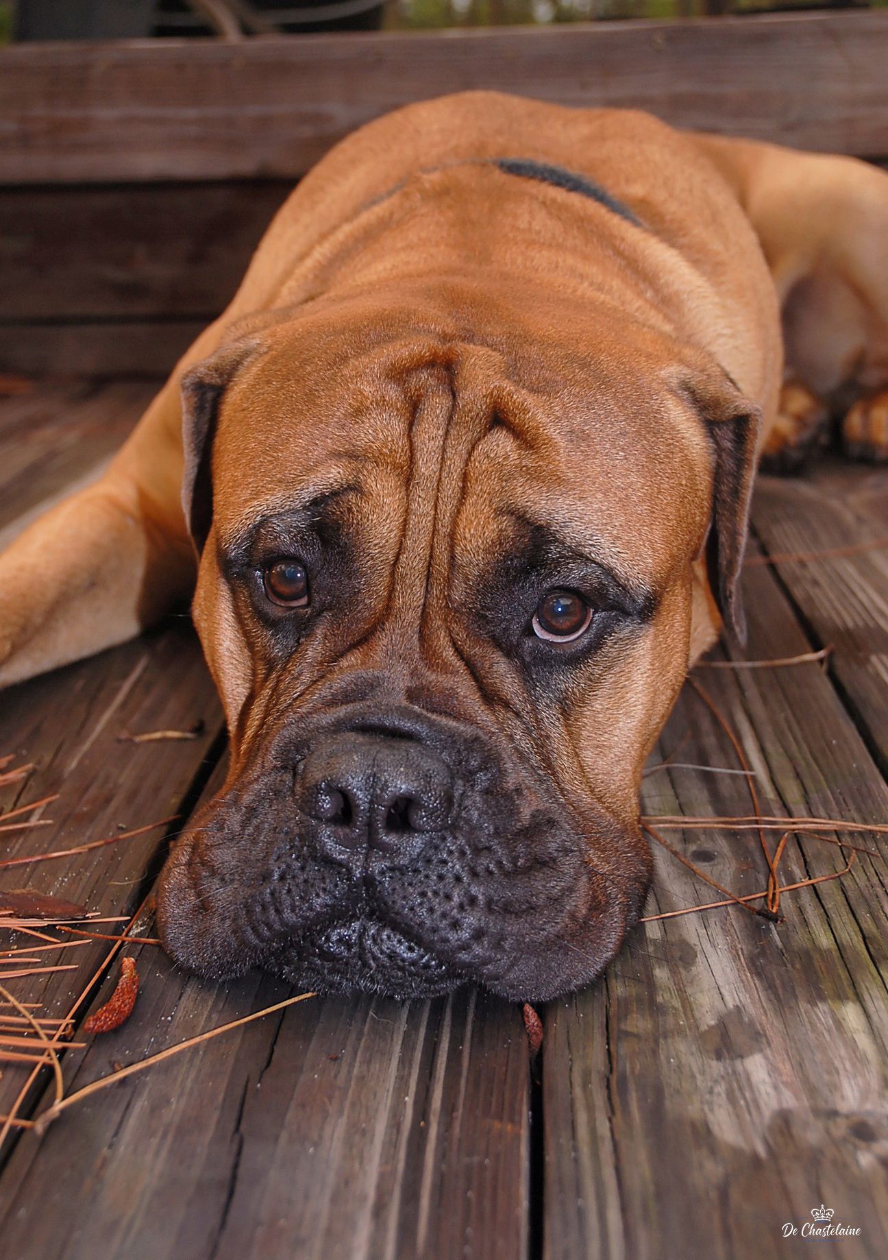 Bullmastiff