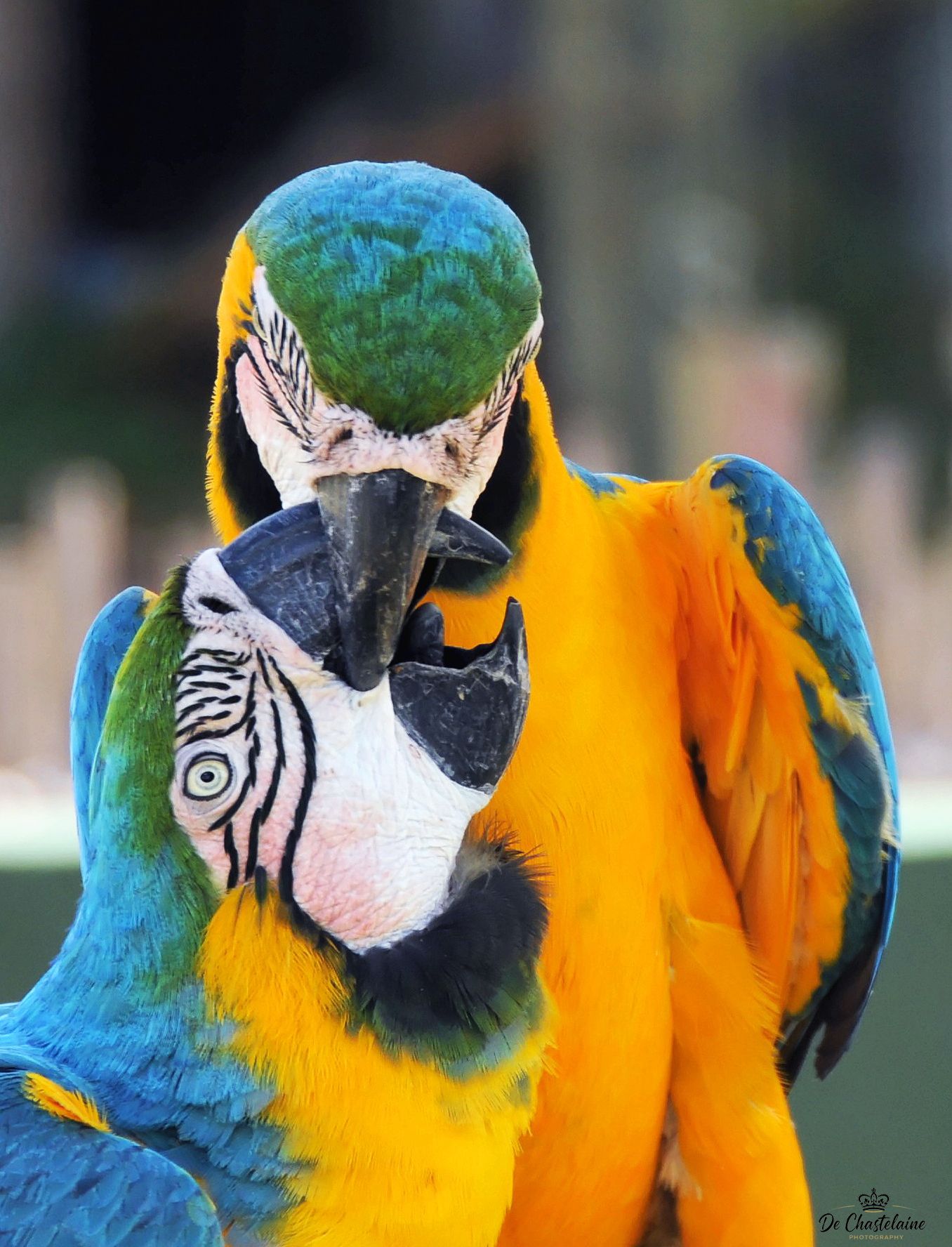 Blue-and-yellow Macaws kissing