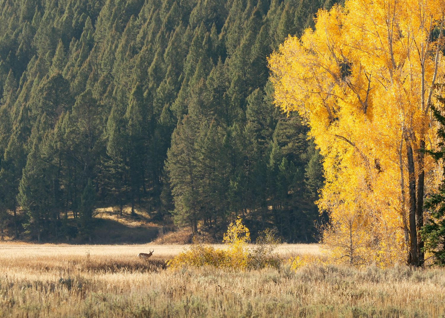 Elk grazing in meadow beside vibrant yellow autumn cottonwood trees and pine forest.