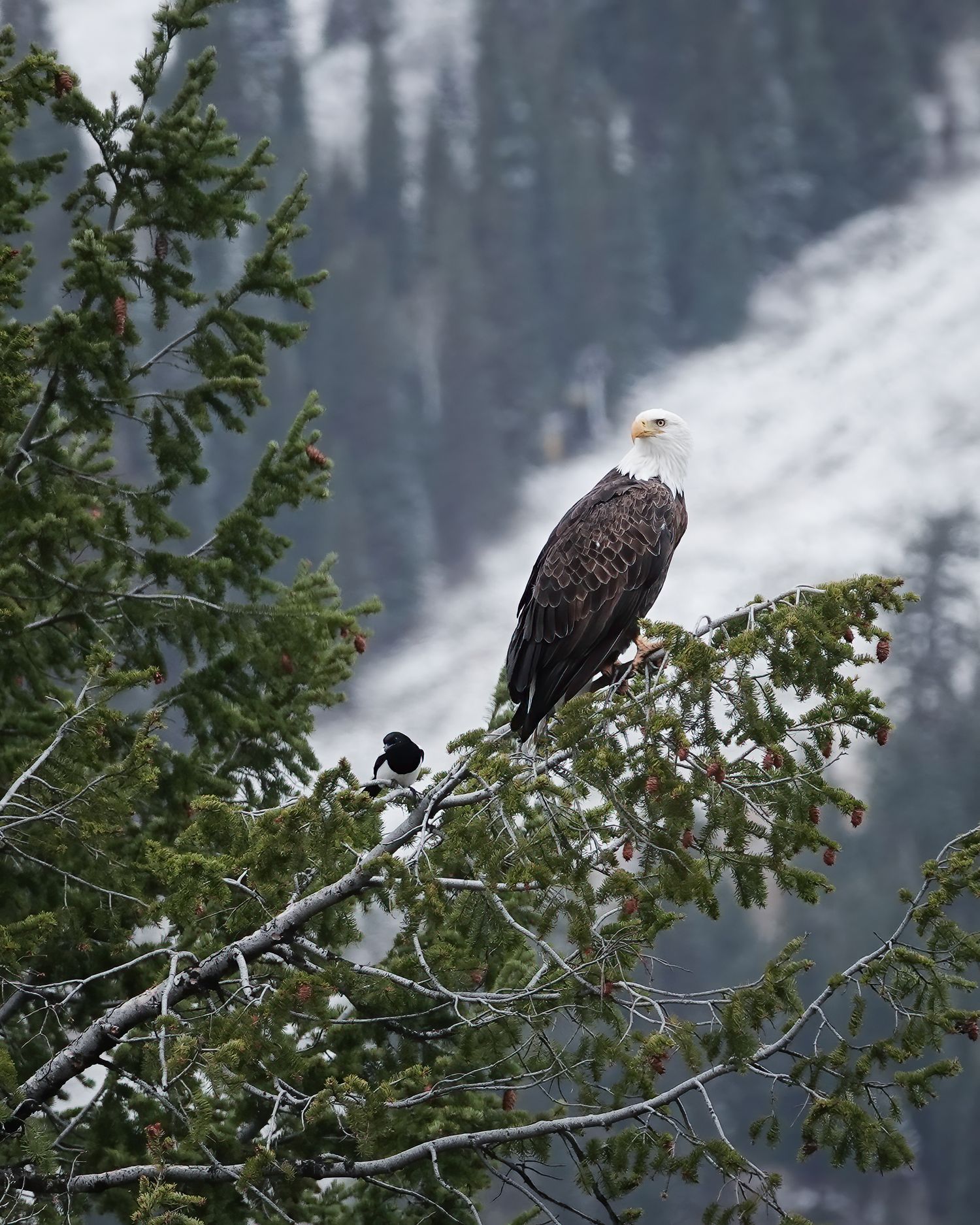 Bald eagle perched on a tree branch with snowy mountain forest backdrop.