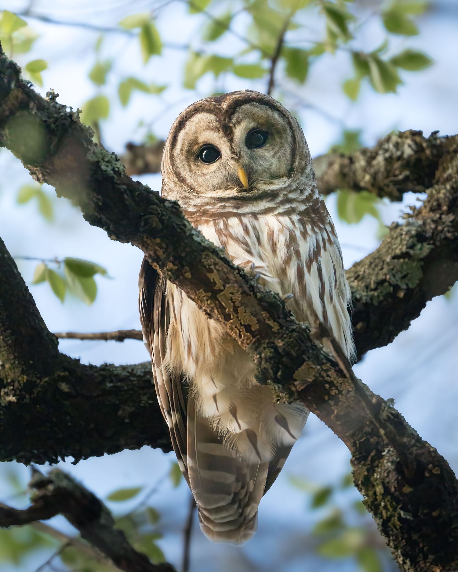 A barred owl perches on a lichen-covered tree branch surrounded by green spring leaves.