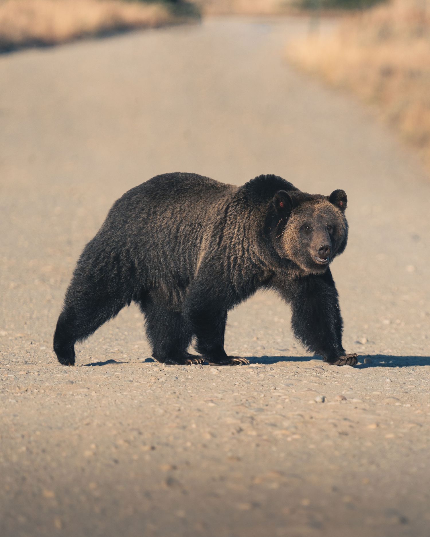 Grizzly bear crossing a dirt road in golden morning light.