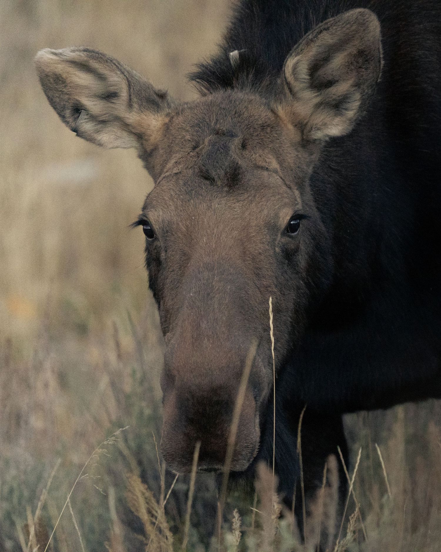 Close-up portrait of a young female moose face with large ears in tall grass.