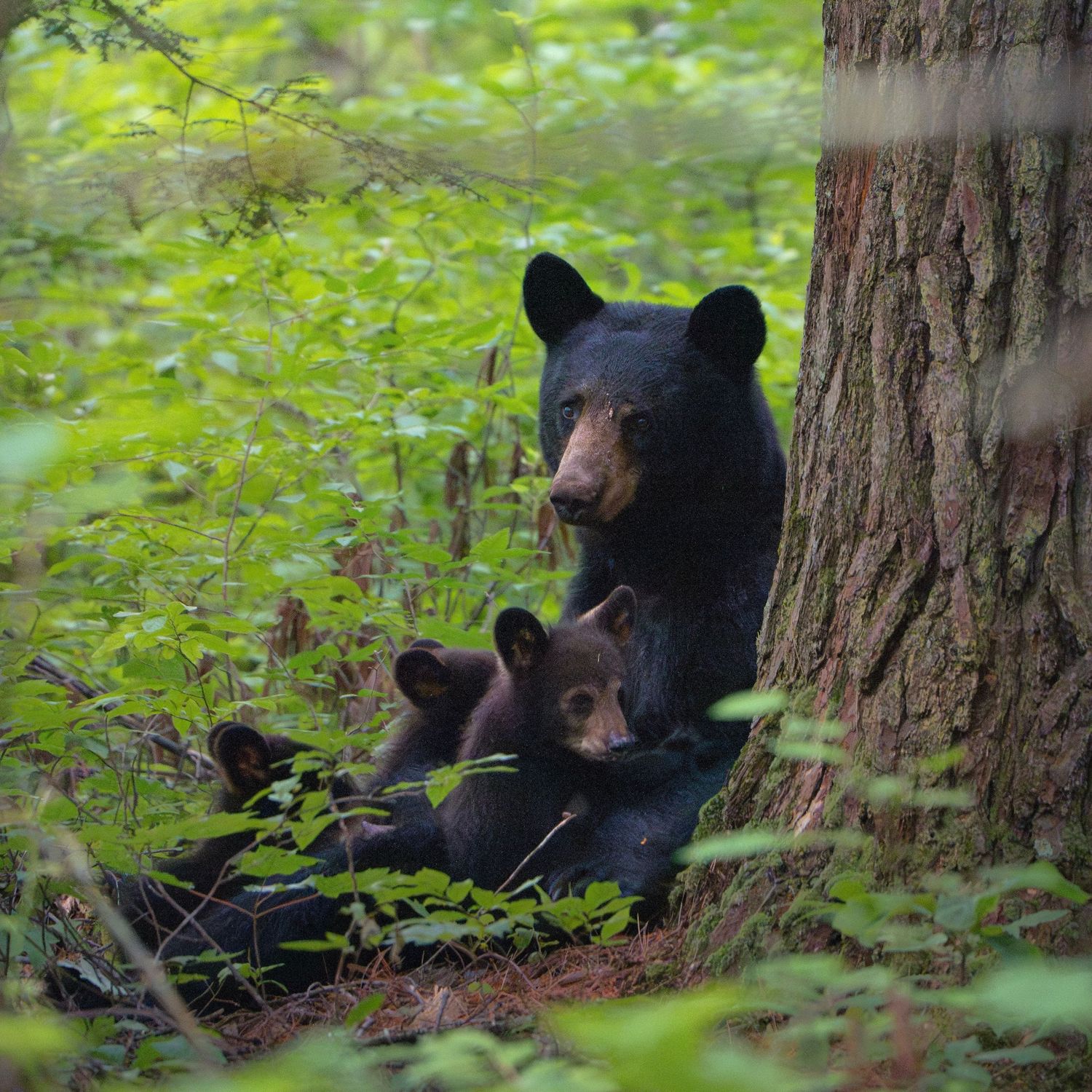 A black bear mother and cub rest together near a tree trunk in lush green forest.